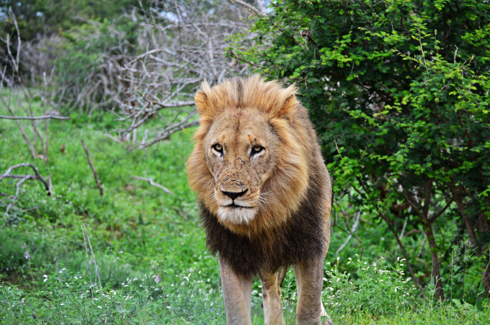 Nikon D3200 sample photo. Lion, wildlife, nature photography