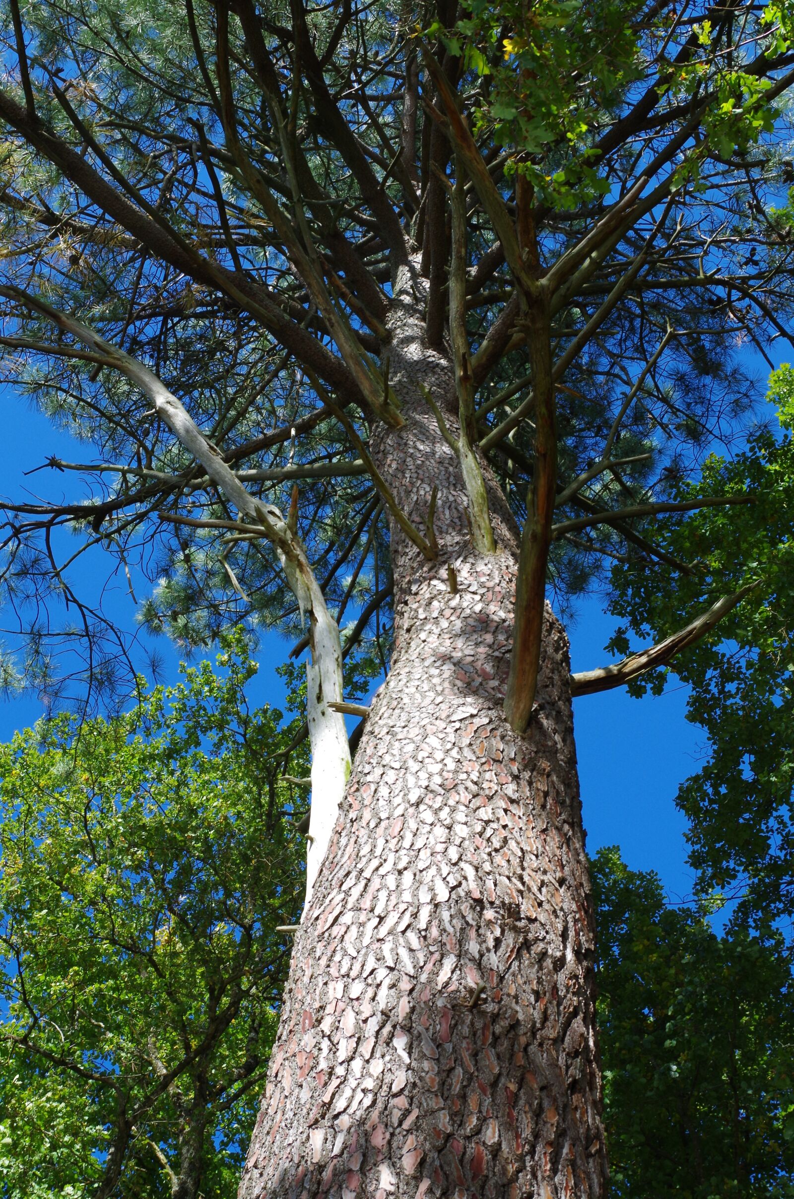 Pentax K-50 sample photo. Tree, sky, spring photography