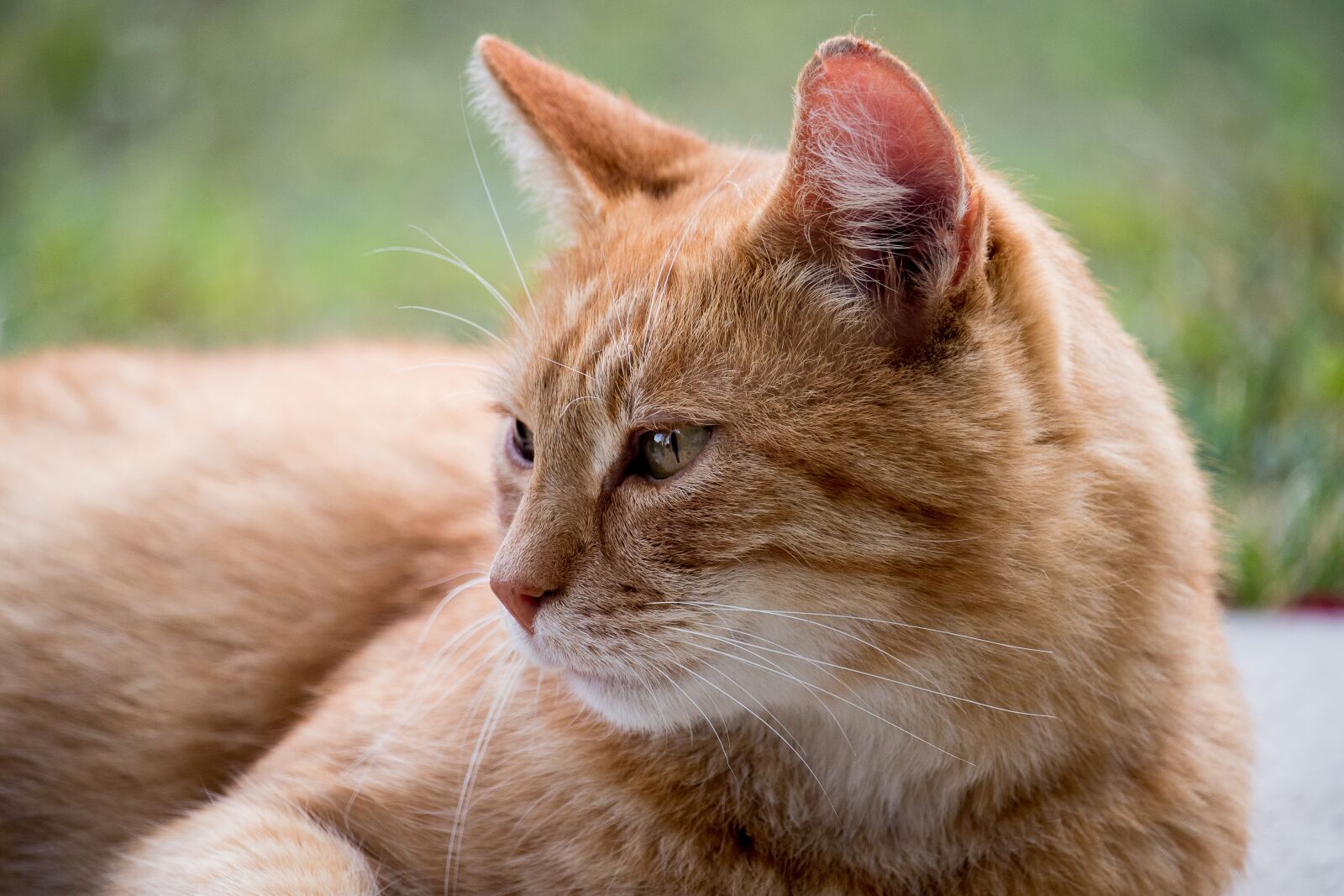 Canon EF-S 55-250mm F4-5.6 IS STM sample photo. Cat, domestic cat, animal photography