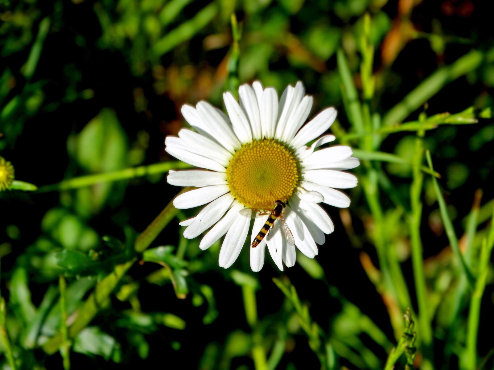 Sony Cyber-shot DSC-HX300 sample photo. Daisy, nature, flower photography