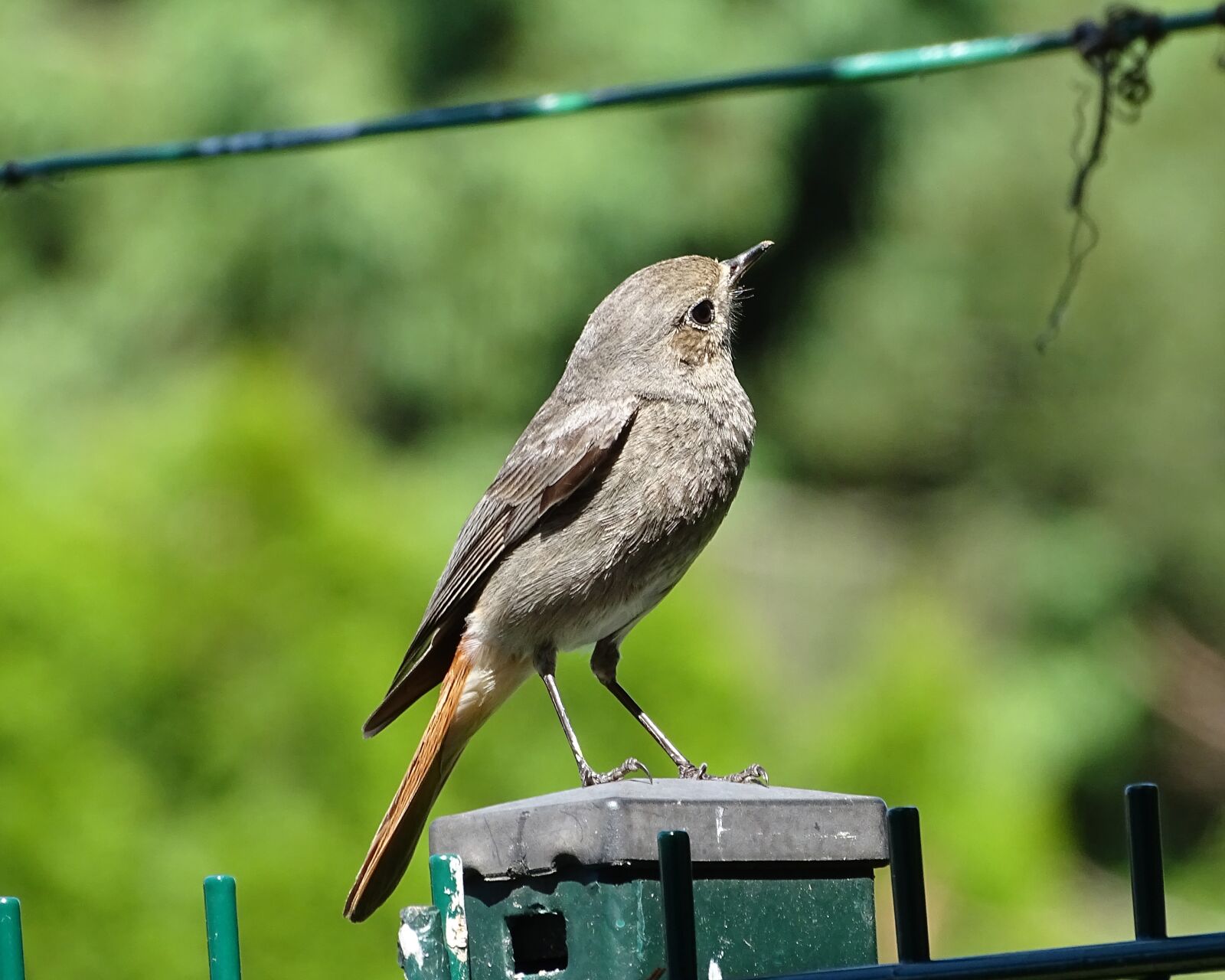 Sony Cyber-shot DSC-HX400V sample photo. Rotschwaenzchen, black redstart, bird photography