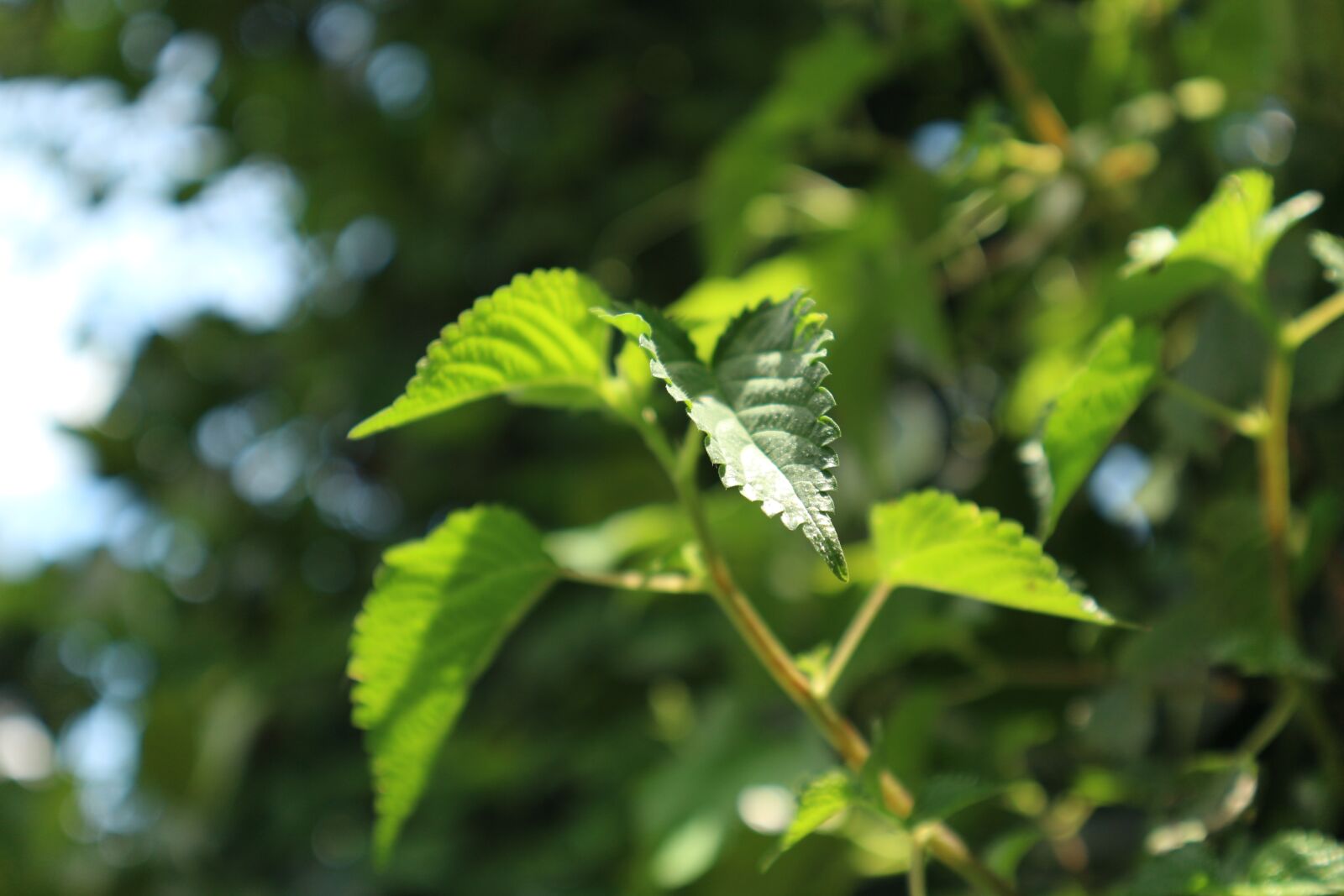 Canon EF-M 15-45mm F3.5-6.3 IS STM sample photo. Nature, natural, green photography