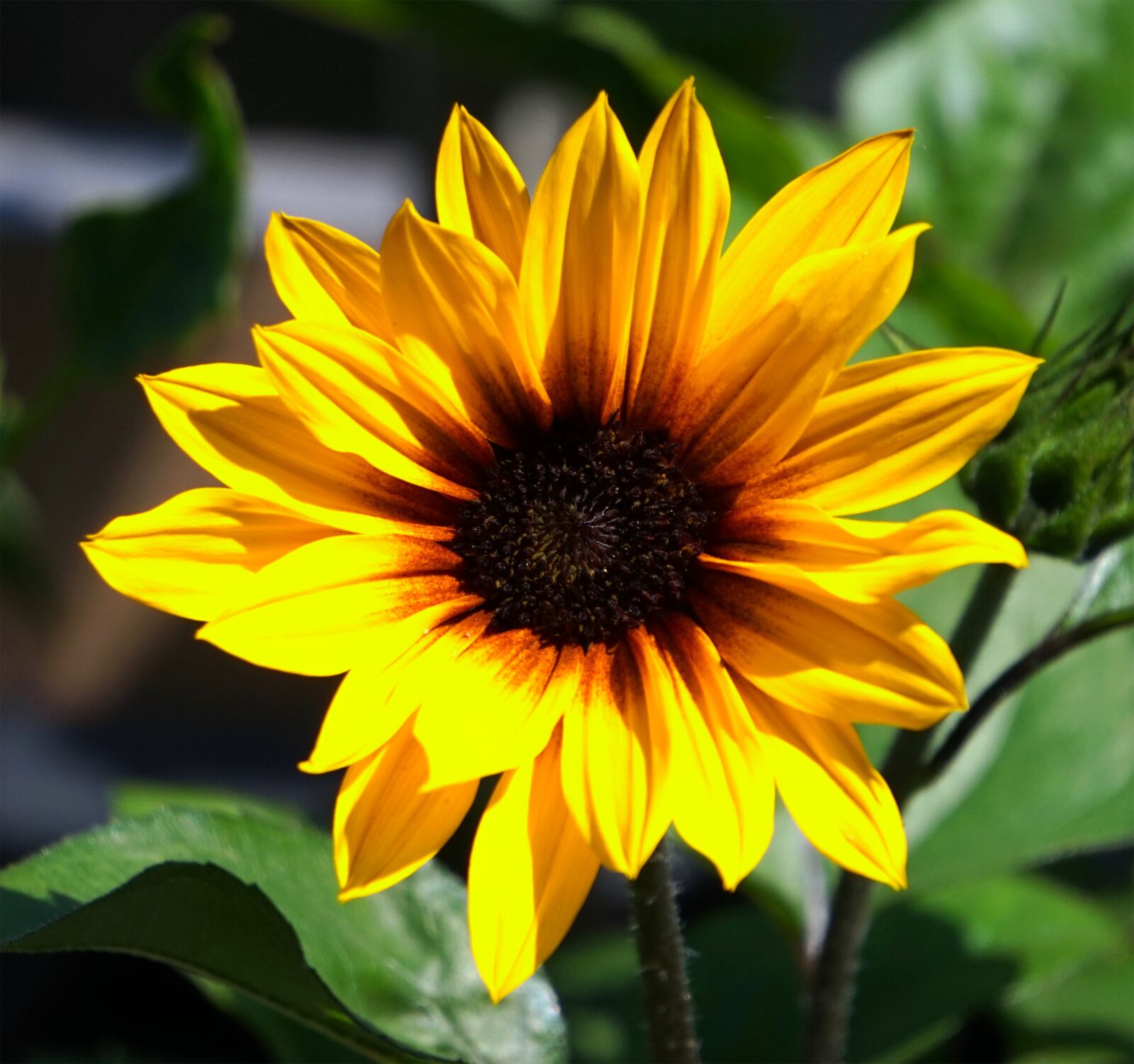 Sony Alpha a5000 (ILCE 5000) sample photo. Sunflower, blossom, bloom photography