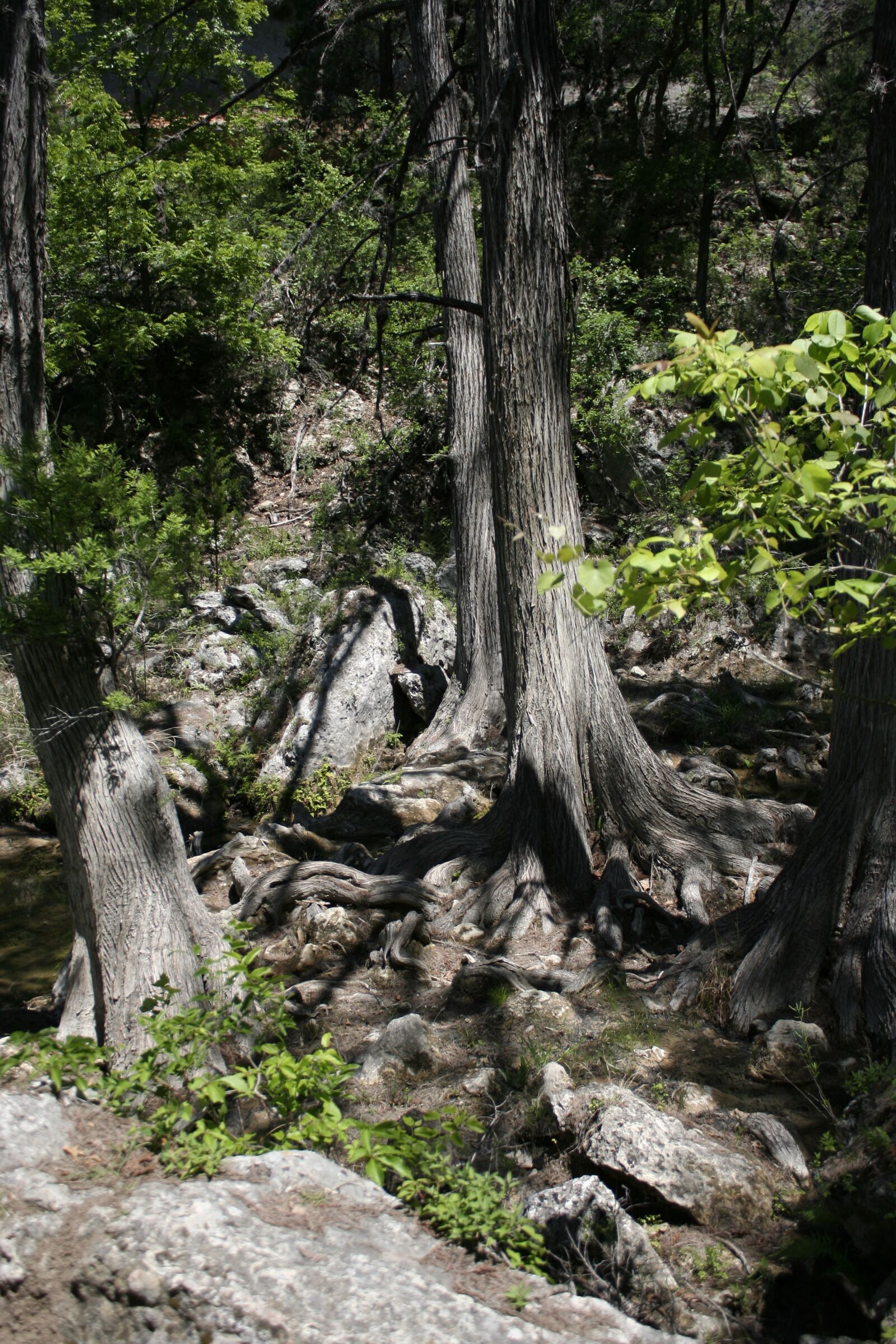 Canon EOS 350D (EOS Digital Rebel XT / EOS Kiss Digital N) sample photo. Tree, trunk, forest photography