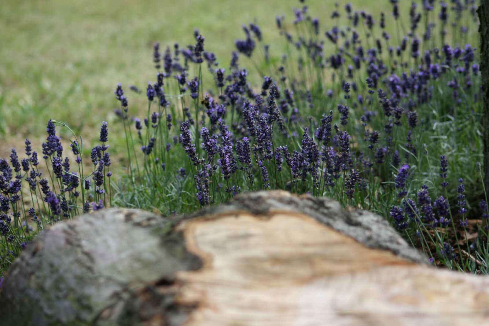 Canon EOS 400D (EOS Digital Rebel XTi / EOS Kiss Digital X) sample photo. Lavender, log, seat photography