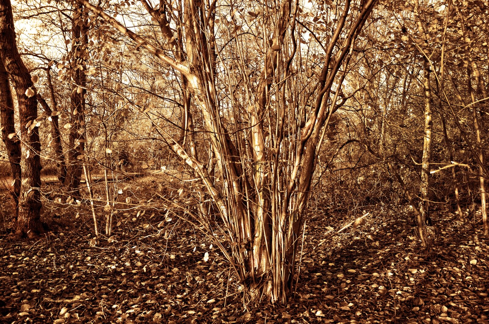 Nikon D90 sample photo. Hazelnut tree, hazel, corylus photography