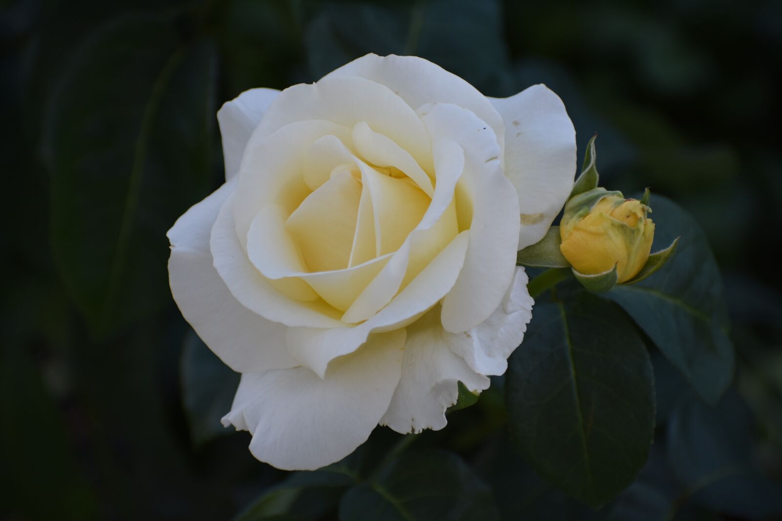 Nikon D3400 sample photo. Rose, bloom, flower photography