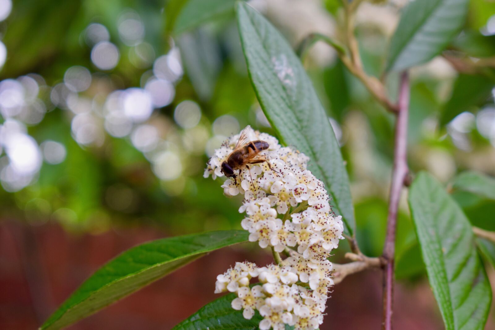 Nikon D3300 sample photo. Wasp, insect, pollen photography
