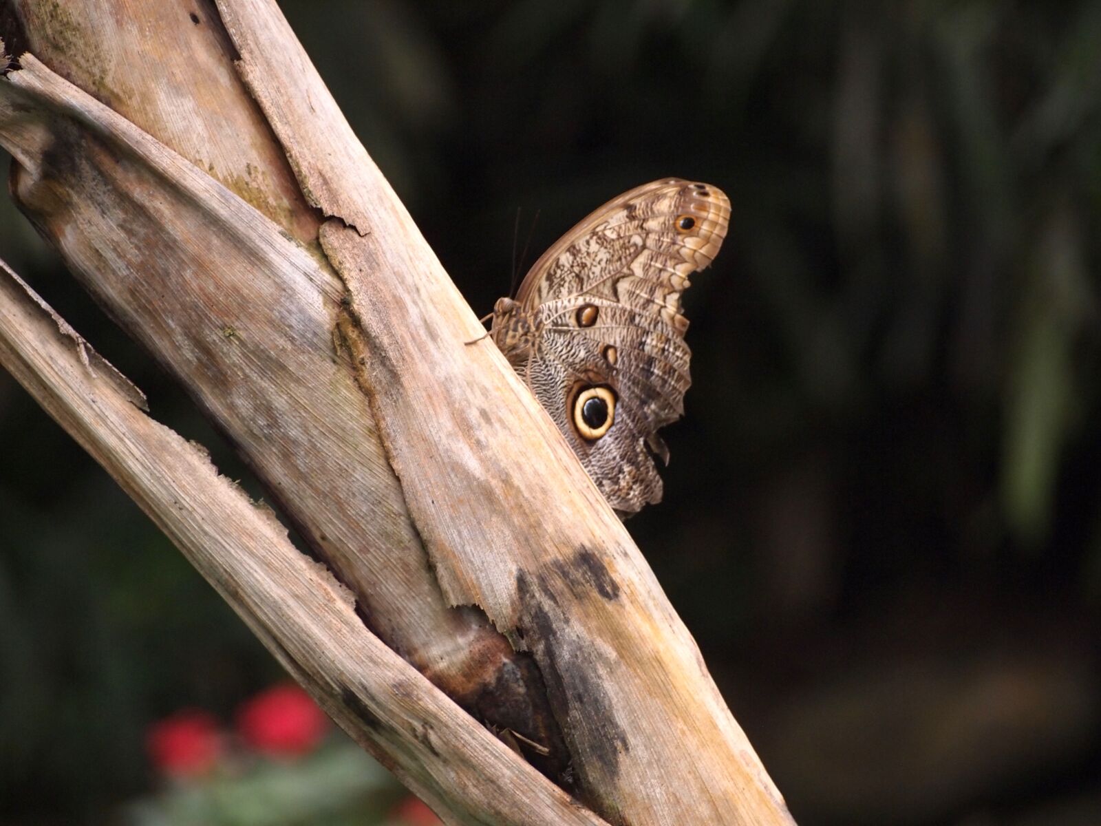 Olympus PEN E-PL2 sample photo. Butterfly, insect, nature photography