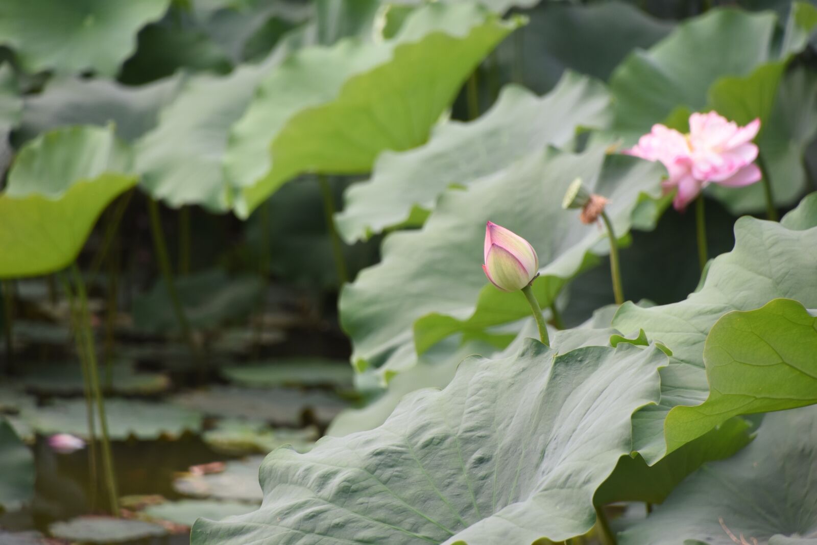 Nikon D7200 sample photo. A small charge, before photography