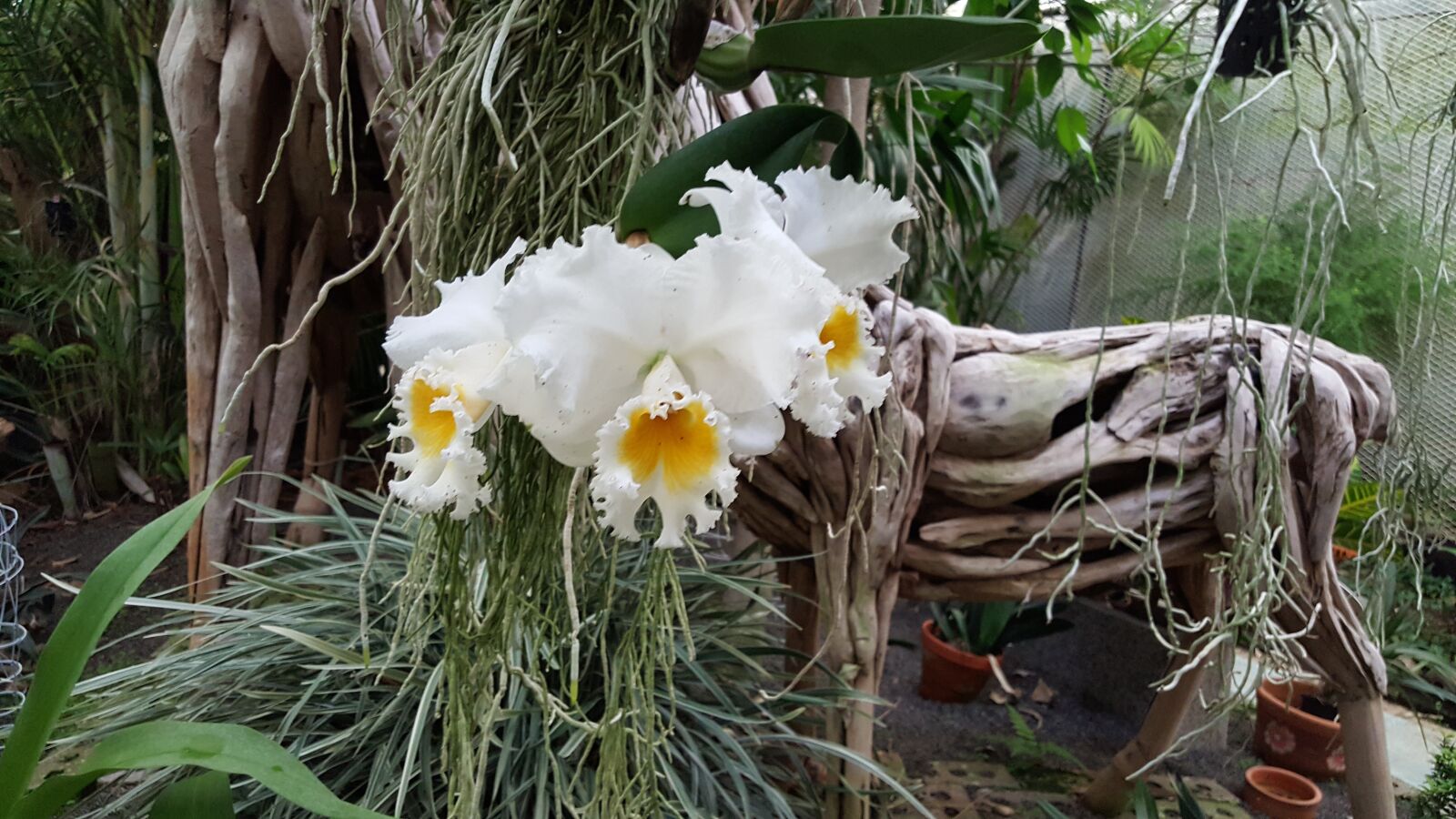Samsung Galaxy Note5 sample photo. Flowers, nature, spring photography