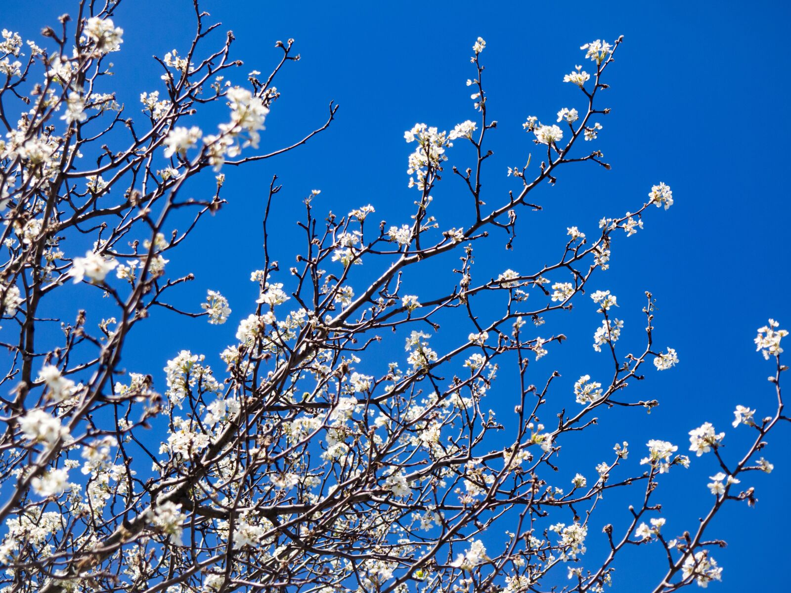 Olympus OM-D E-M10 sample photo. Cherry, blossoms, tree photography