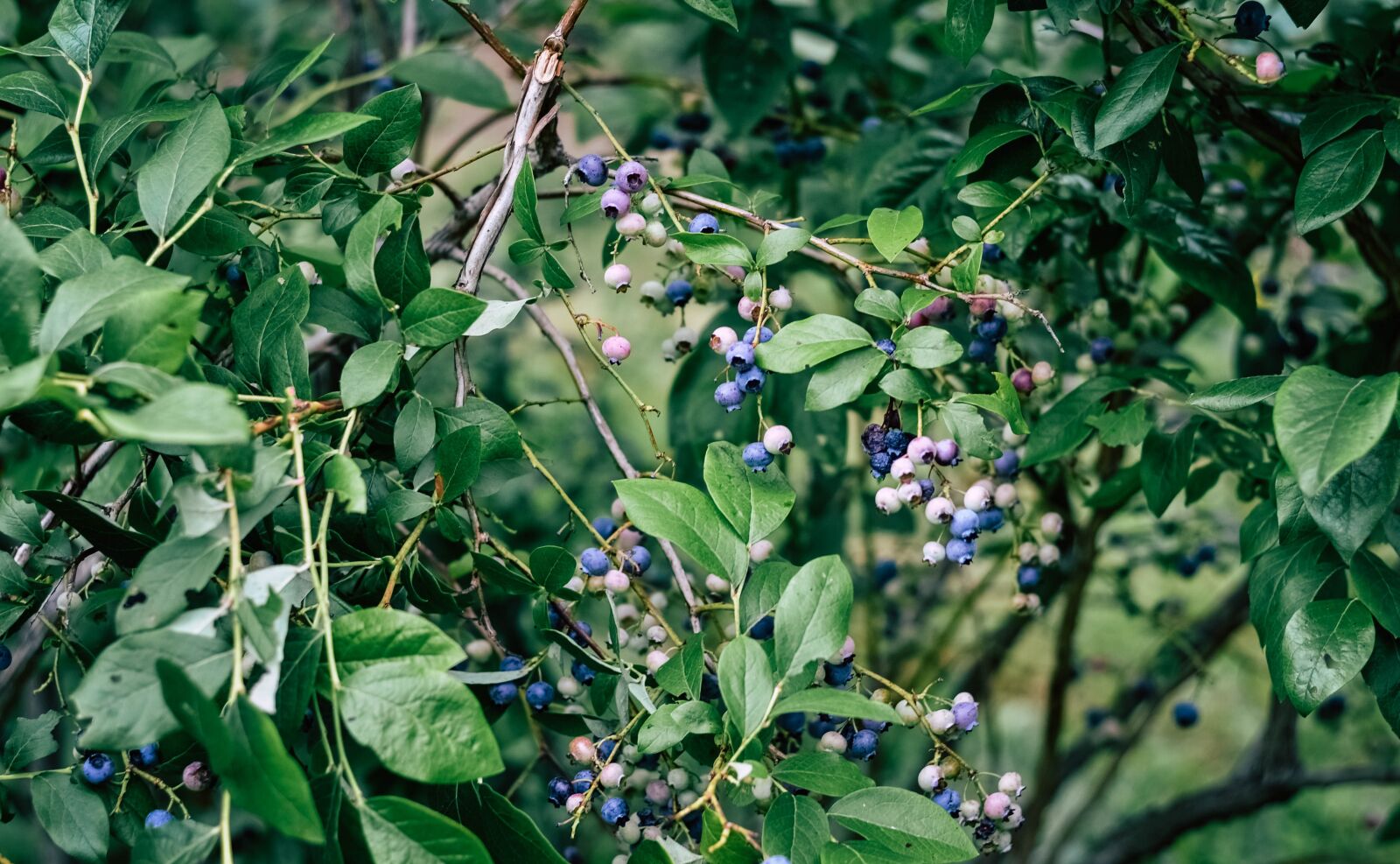 Nikon D3100 sample photo. Blueberry, blueberry bush, blueberries photography