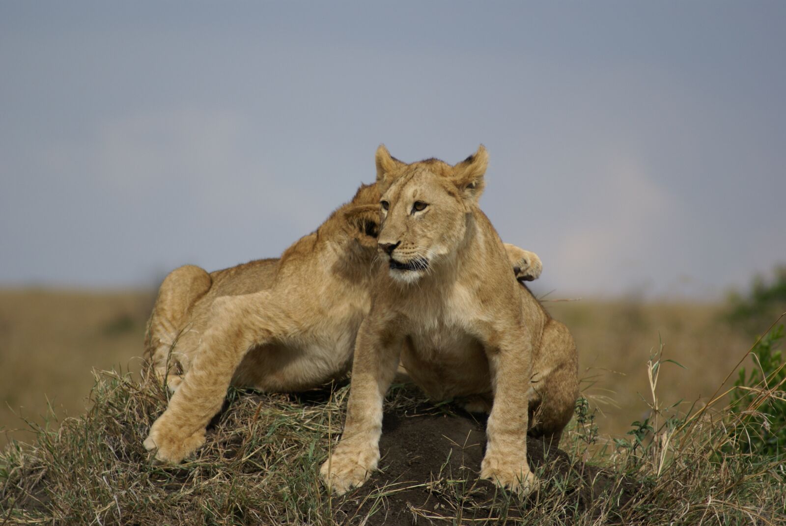 Sony Alpha DSLR-A100 sample photo. Lion, cat, africa photography