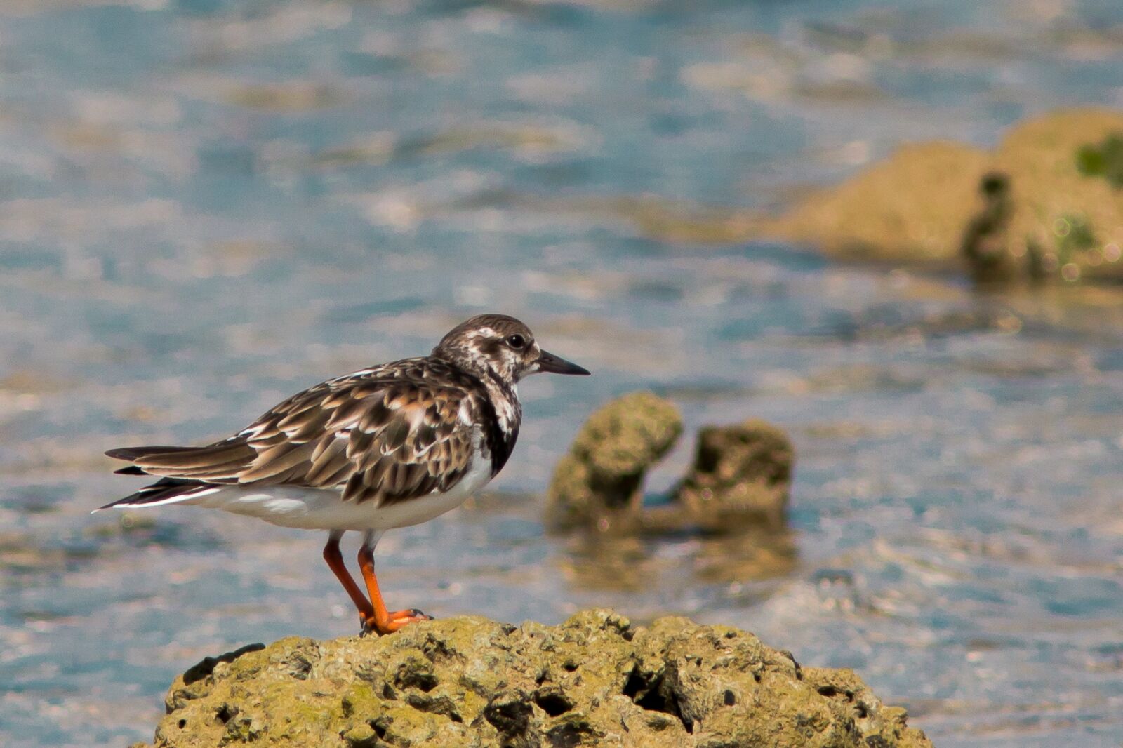 Canon EF 300mm F4L IS USM sample photo. Flip bird rock, sea photography