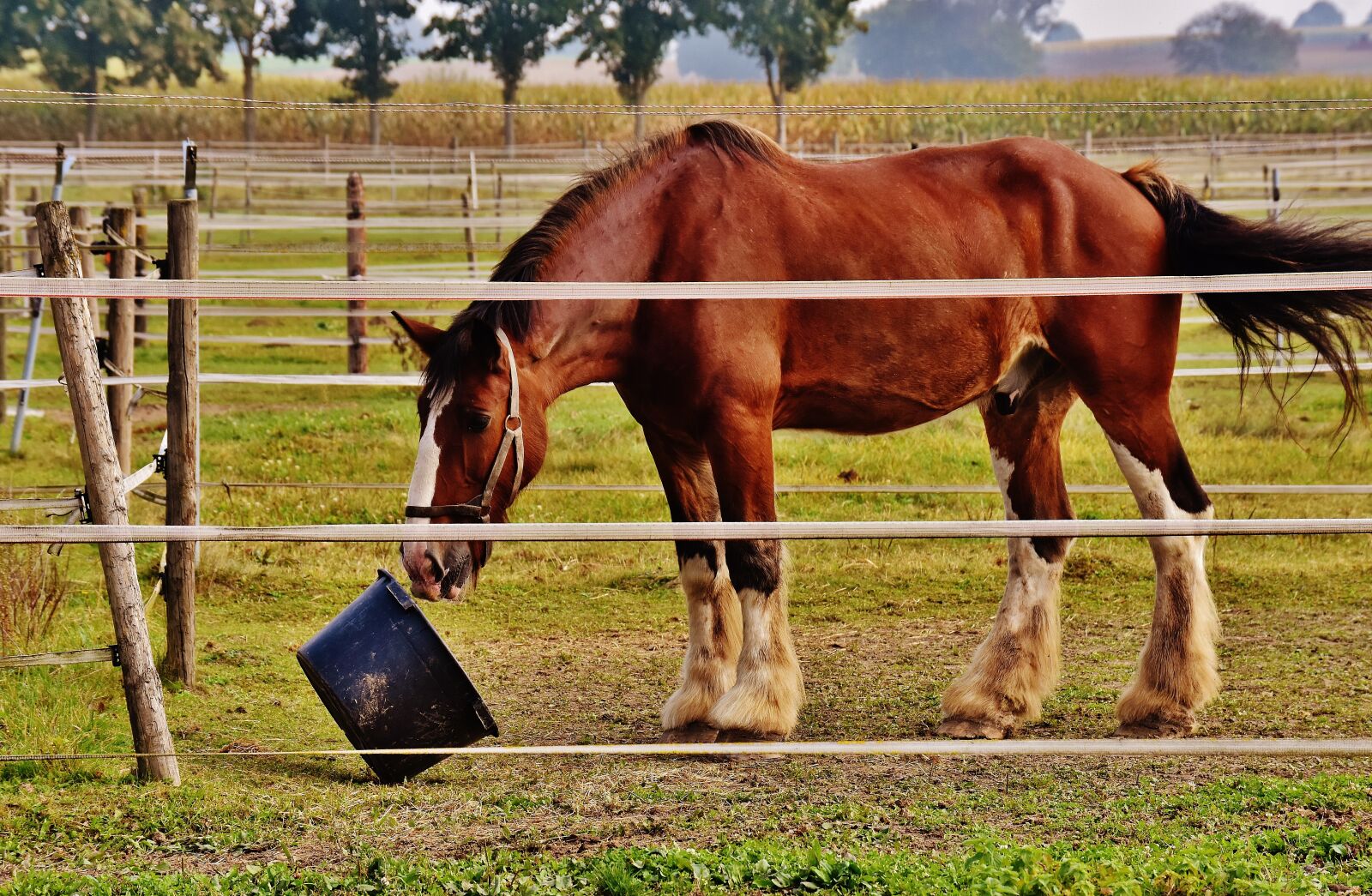 Nikon D7200 sample photo. Shire horse, horse, play photography
