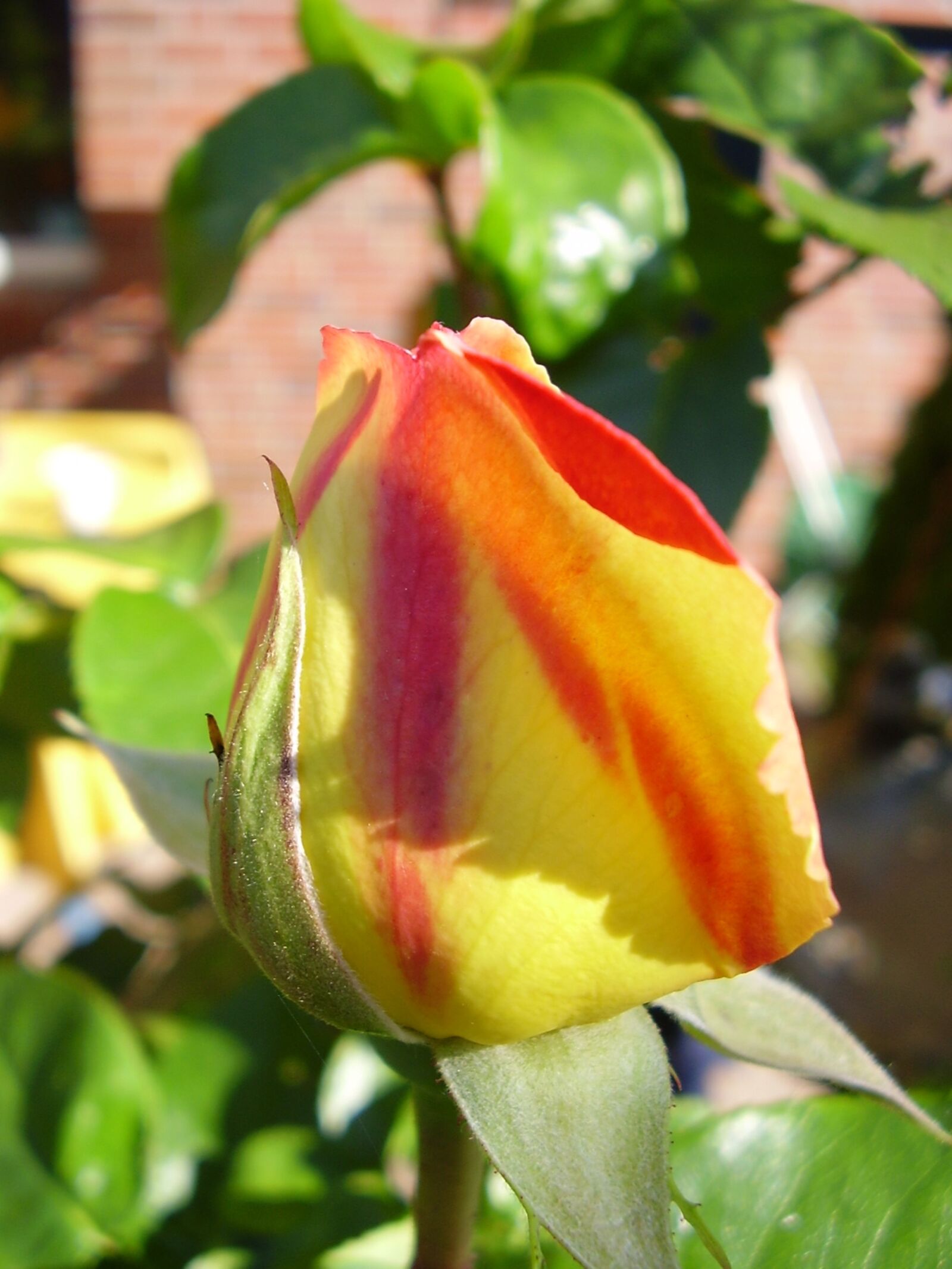 Olympus X450,D535Z,C370Z sample photo. Rose, flower, bud photography