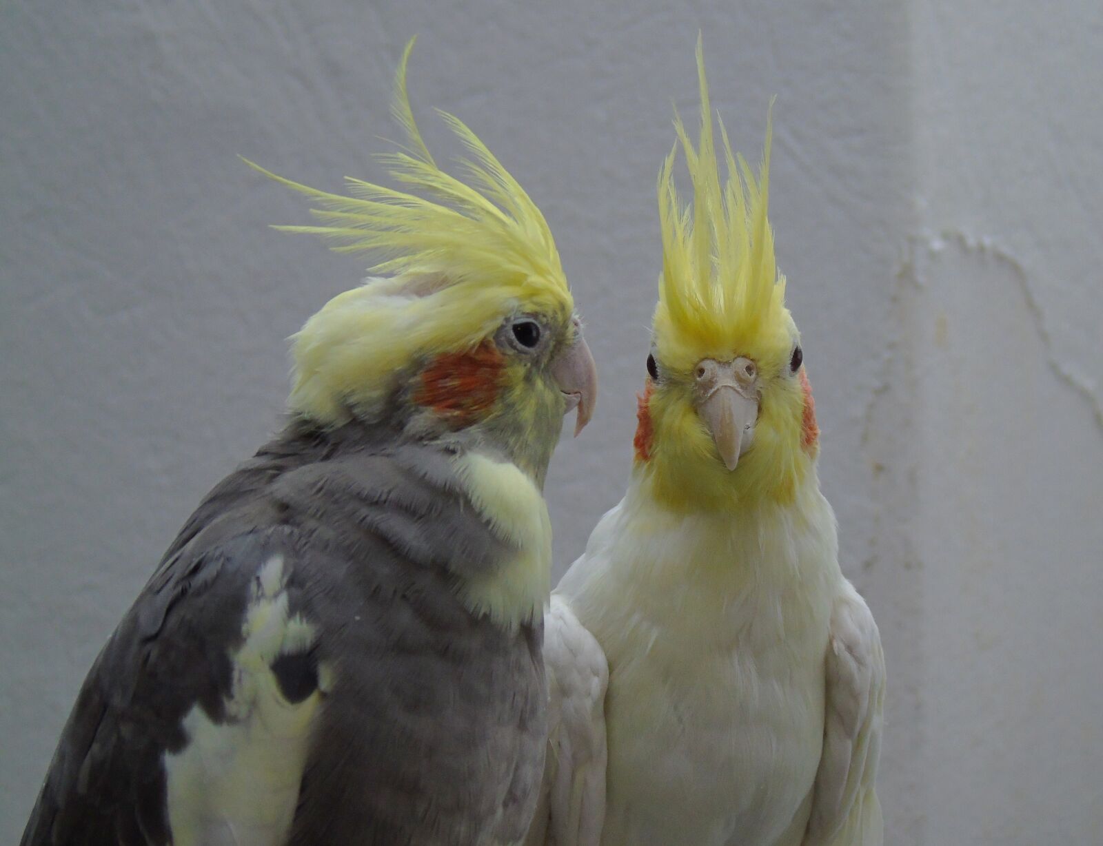 Sony Cyber-shot DSC-H400 sample photo. Cockatiel, parrot, cockatoo photography