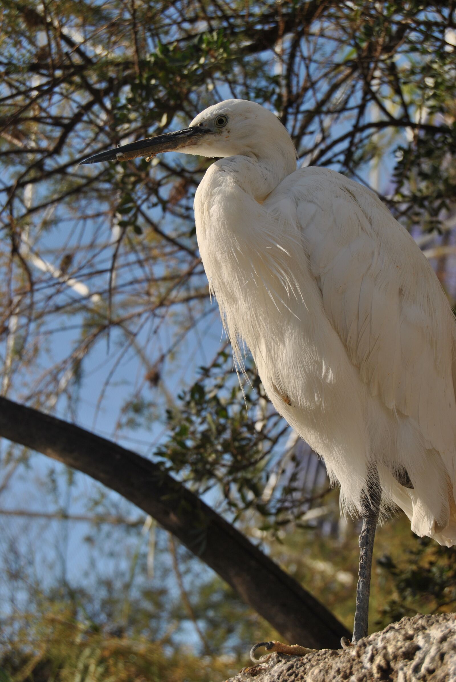 Nikon D3000 sample photo. Bird, white, freedom photography