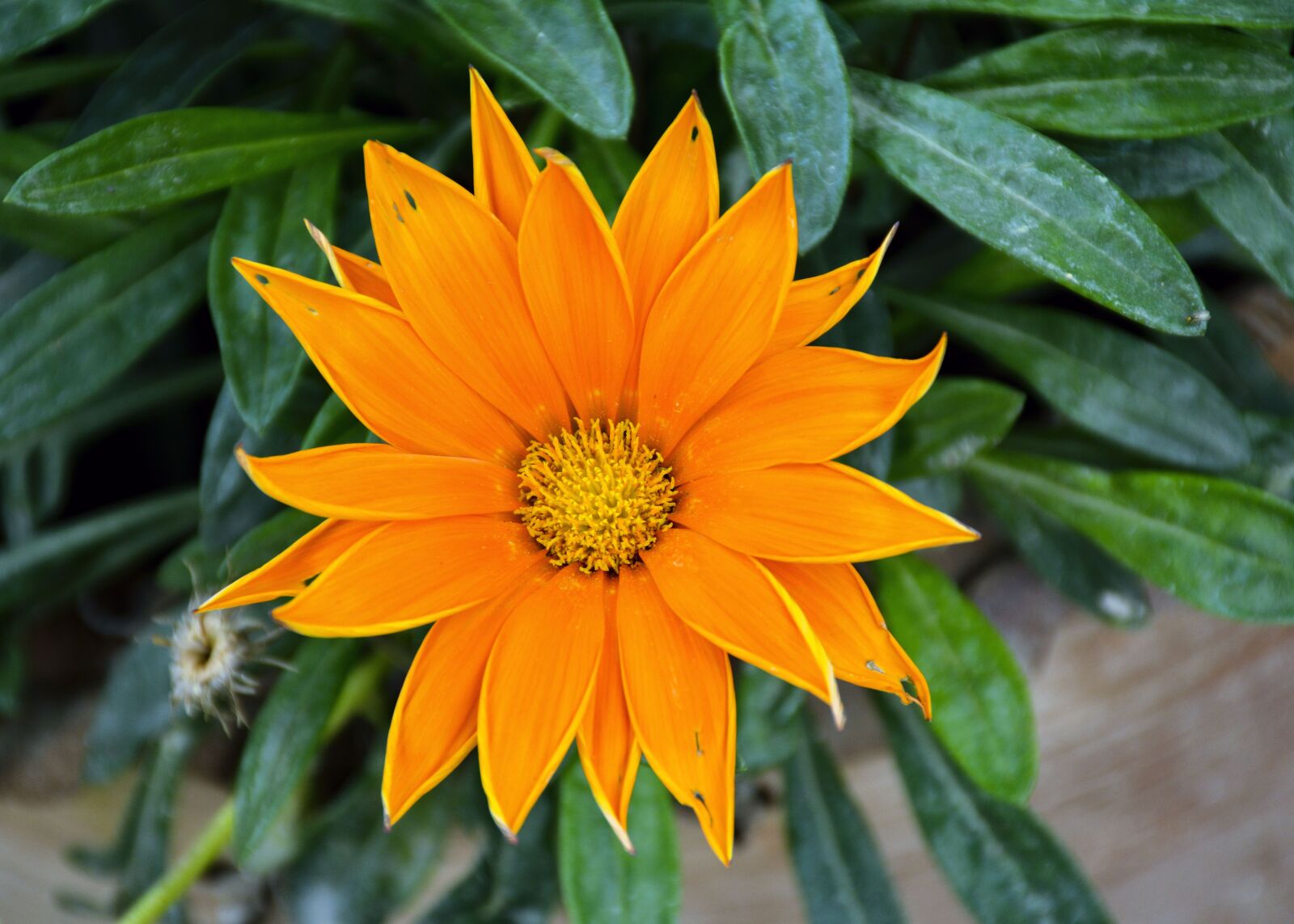 Nikon D7100 sample photo. Beauty, yellow, bloom photography