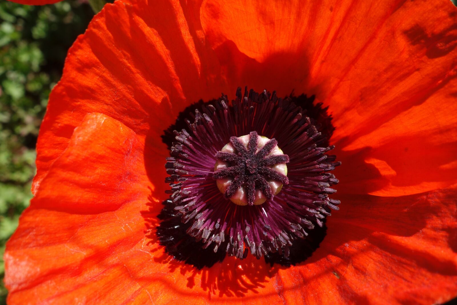 Sony Cyber-shot DSC-RX100 sample photo. Poppy, klatschmohn, red photography