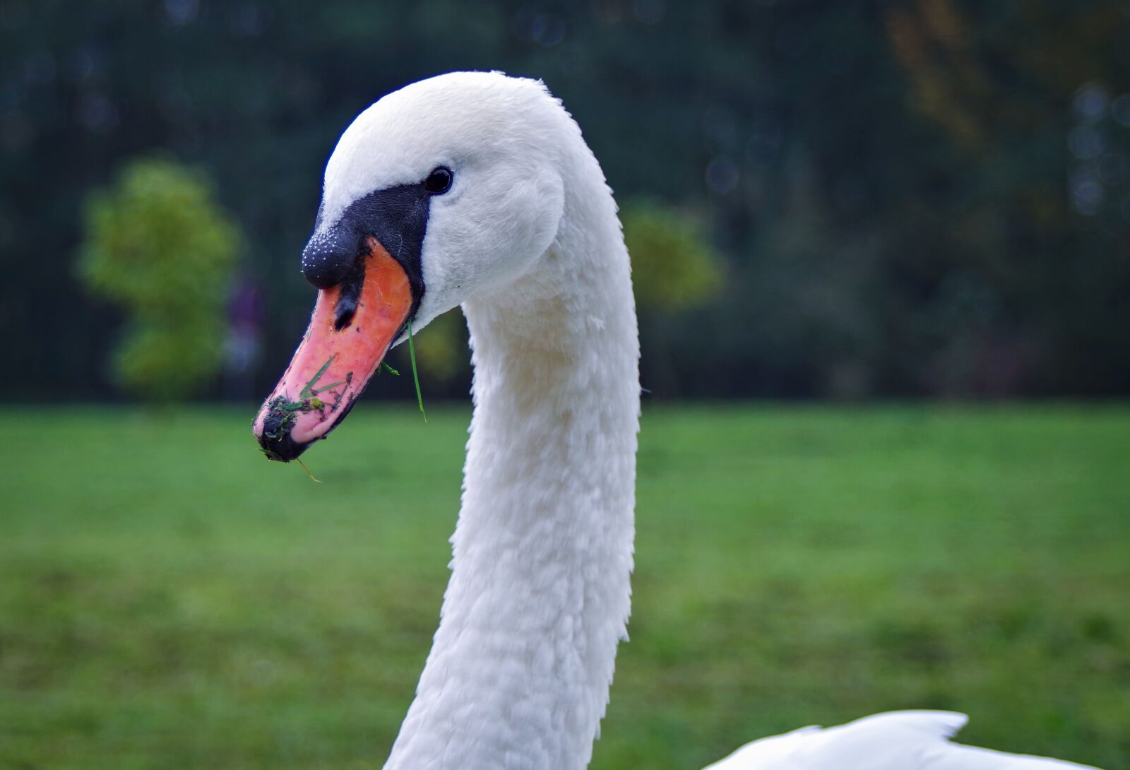A Series Lens sample photo. Mute swan, bird, white photography