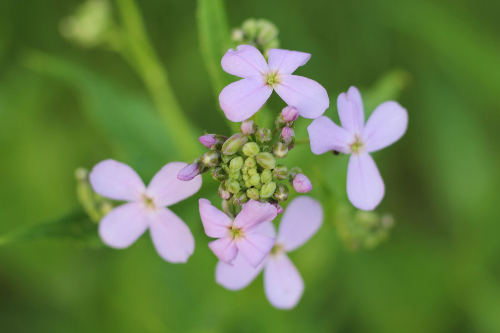 Canon EOS 600D (Rebel EOS T3i / EOS Kiss X5) + Canon EF 50mm F1.8 STM sample photo. Phlox, pink, green photography