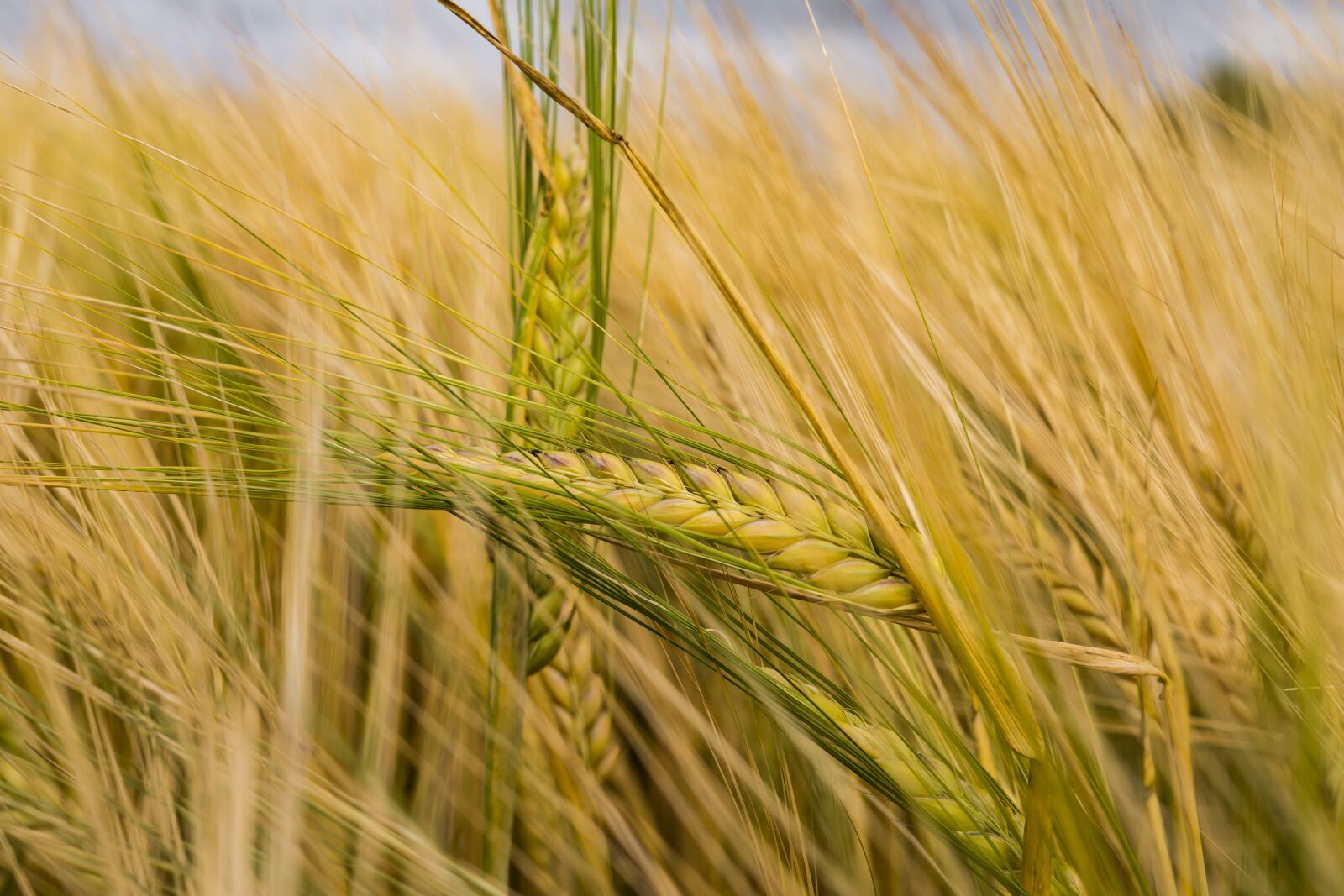 Sony a6300 sample photo. Barley, arable, cereals photography