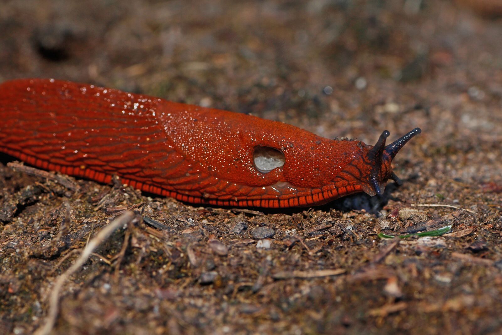 Canon EOS 650D (EOS Rebel T4i / EOS Kiss X6i) sample photo. Slug, red wegschnecke, red photography