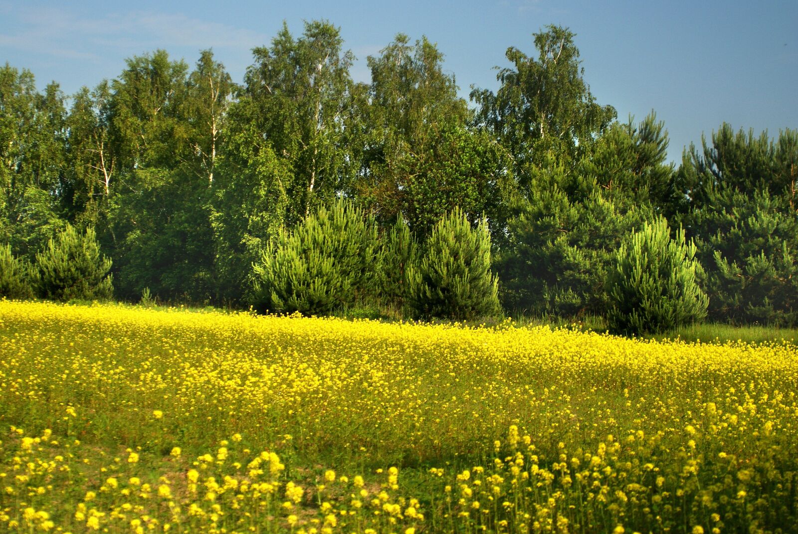 Sony Alpha DSLR-A200 sample photo. Meadow, tree, spring photography