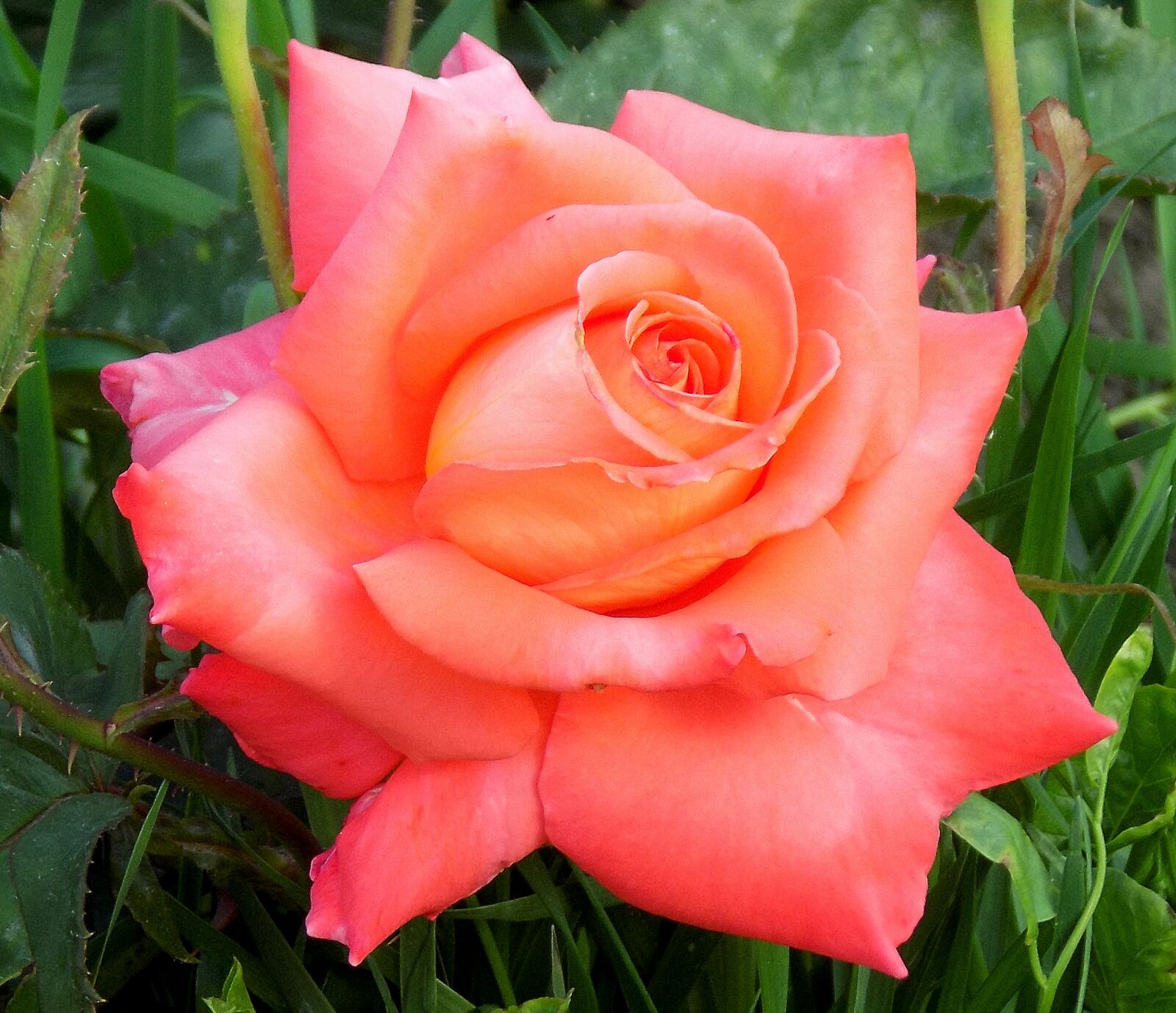 Nikon COOLPIX L330 sample photo. Flower, nature, plant photography