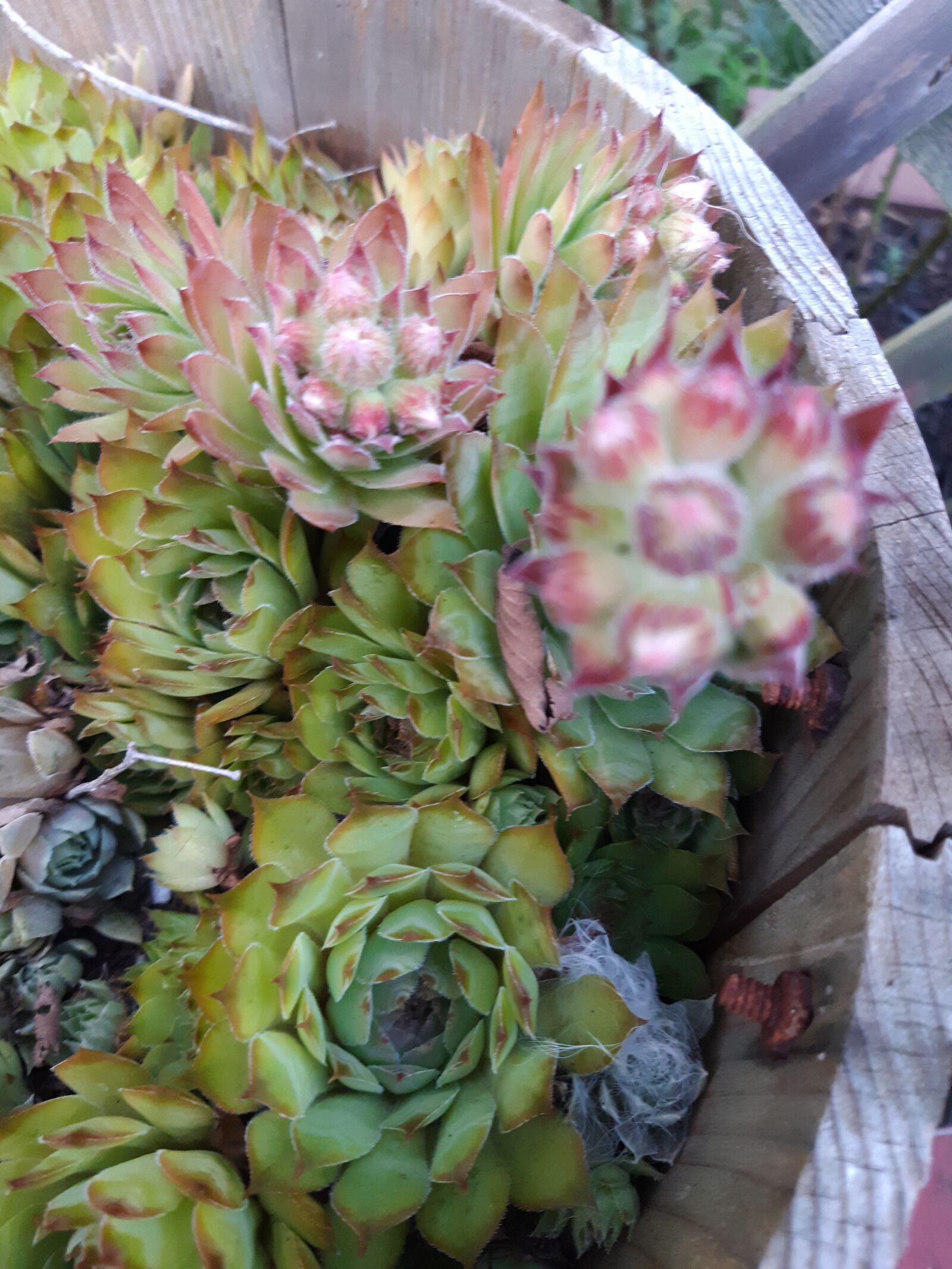 Samsung Galaxy A6 sample photo. Hen and chick, plant photography