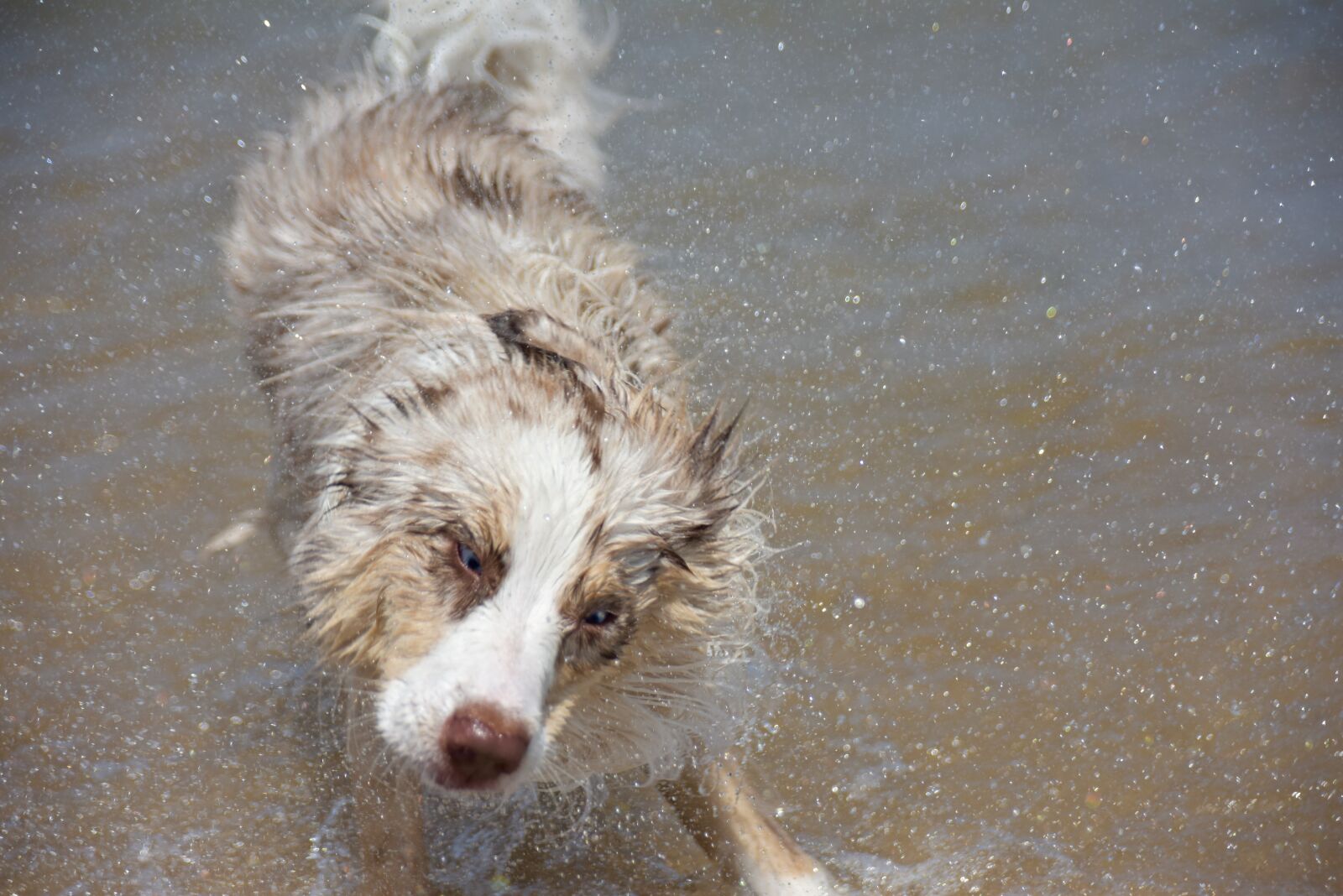 Nikon D810 sample photo. Dog, puppy, pet photography