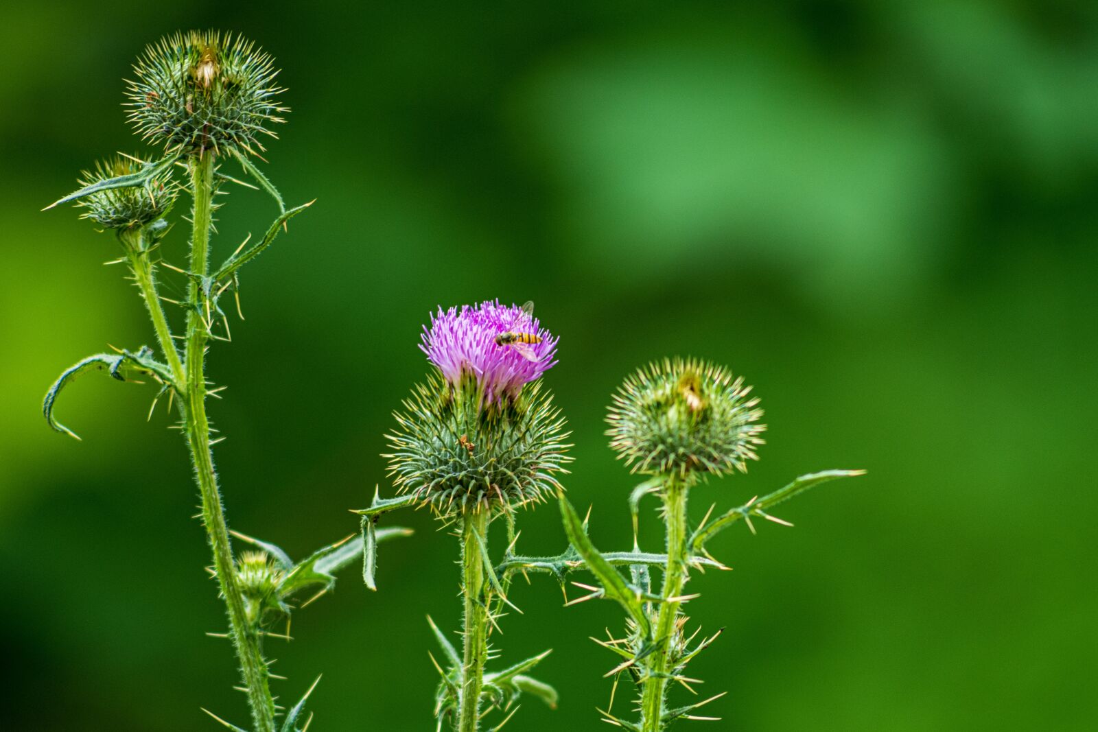 Leica SL (Typ 601) sample photo. Bee, plant, hoverfly photography