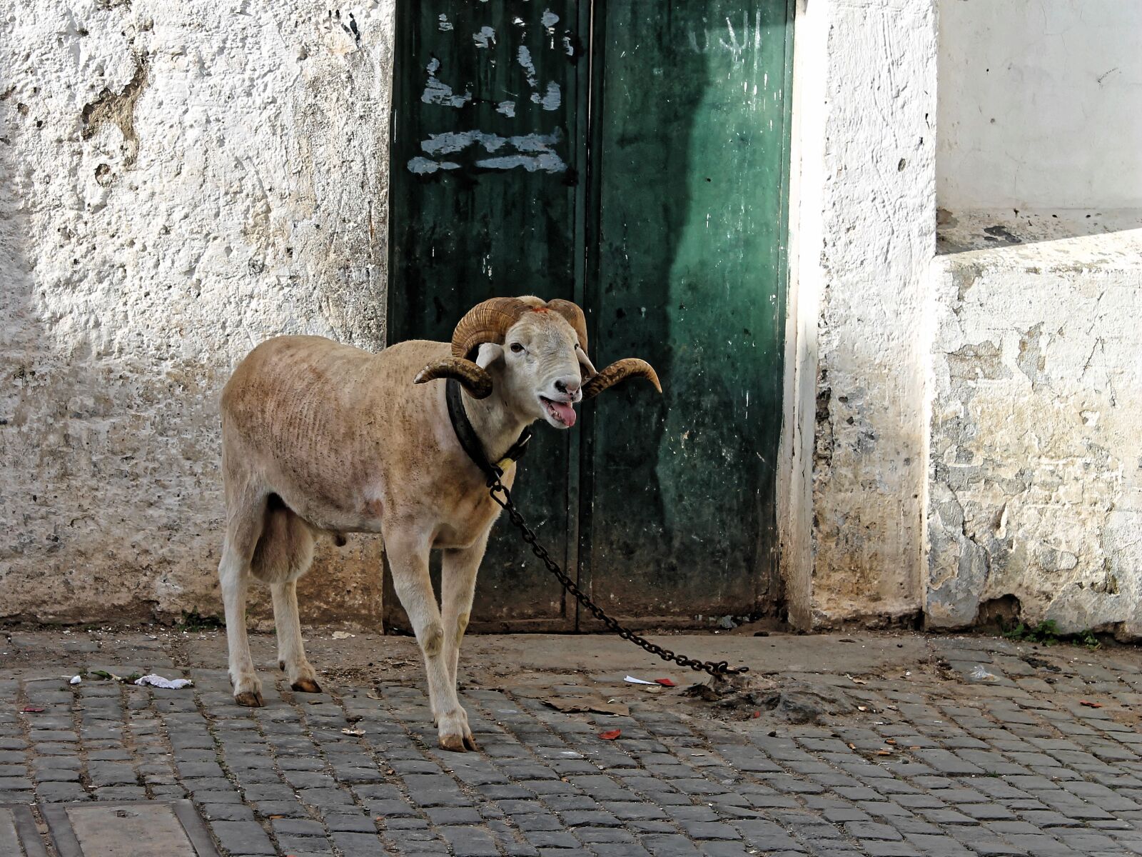 Canon EOS 1100D (EOS Rebel T3 / EOS Kiss X50) sample photo. Bock, mutton, sheep photography