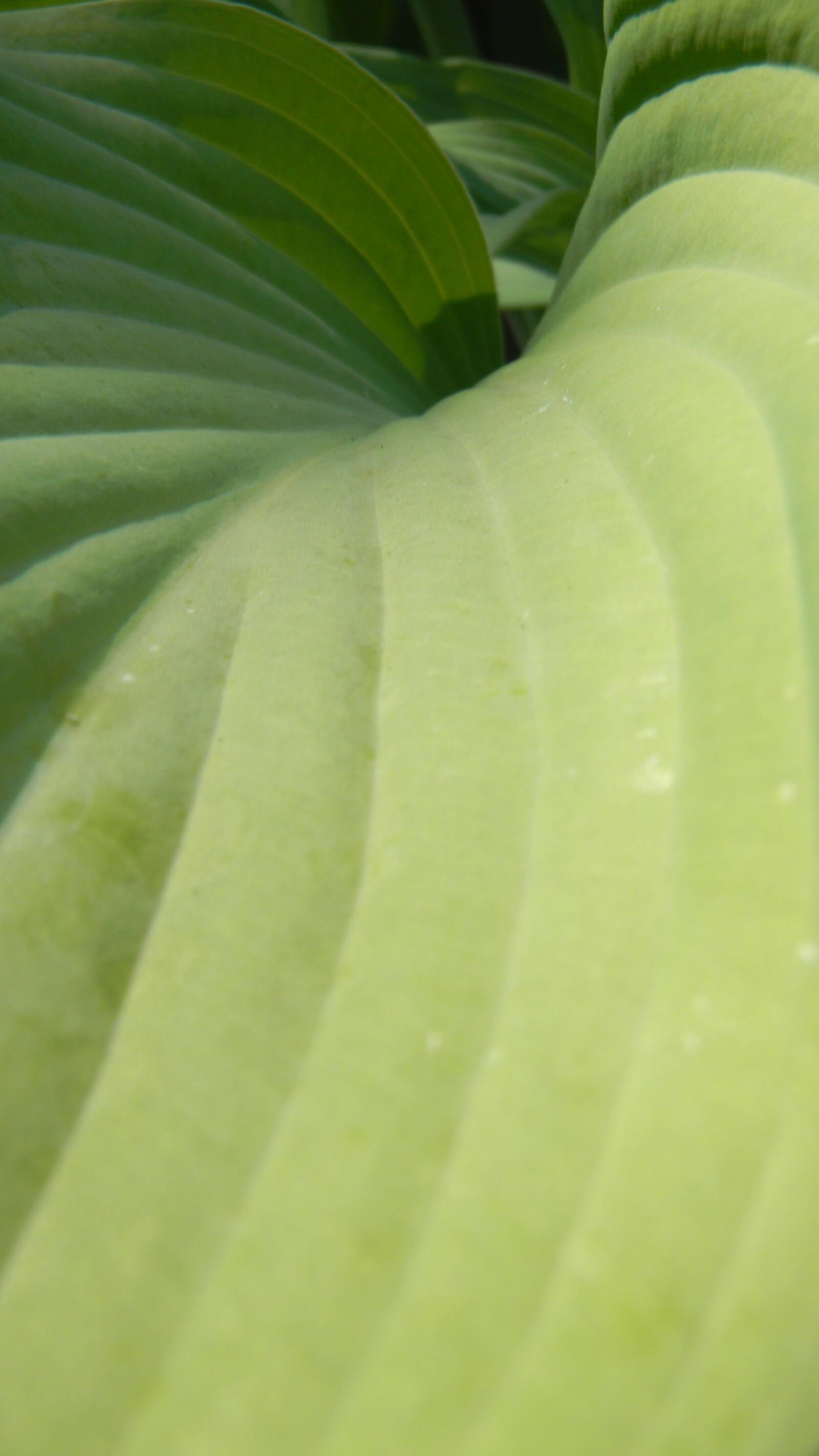 Nikon Coolpix S70 sample photo. Leaf, green, lines photography