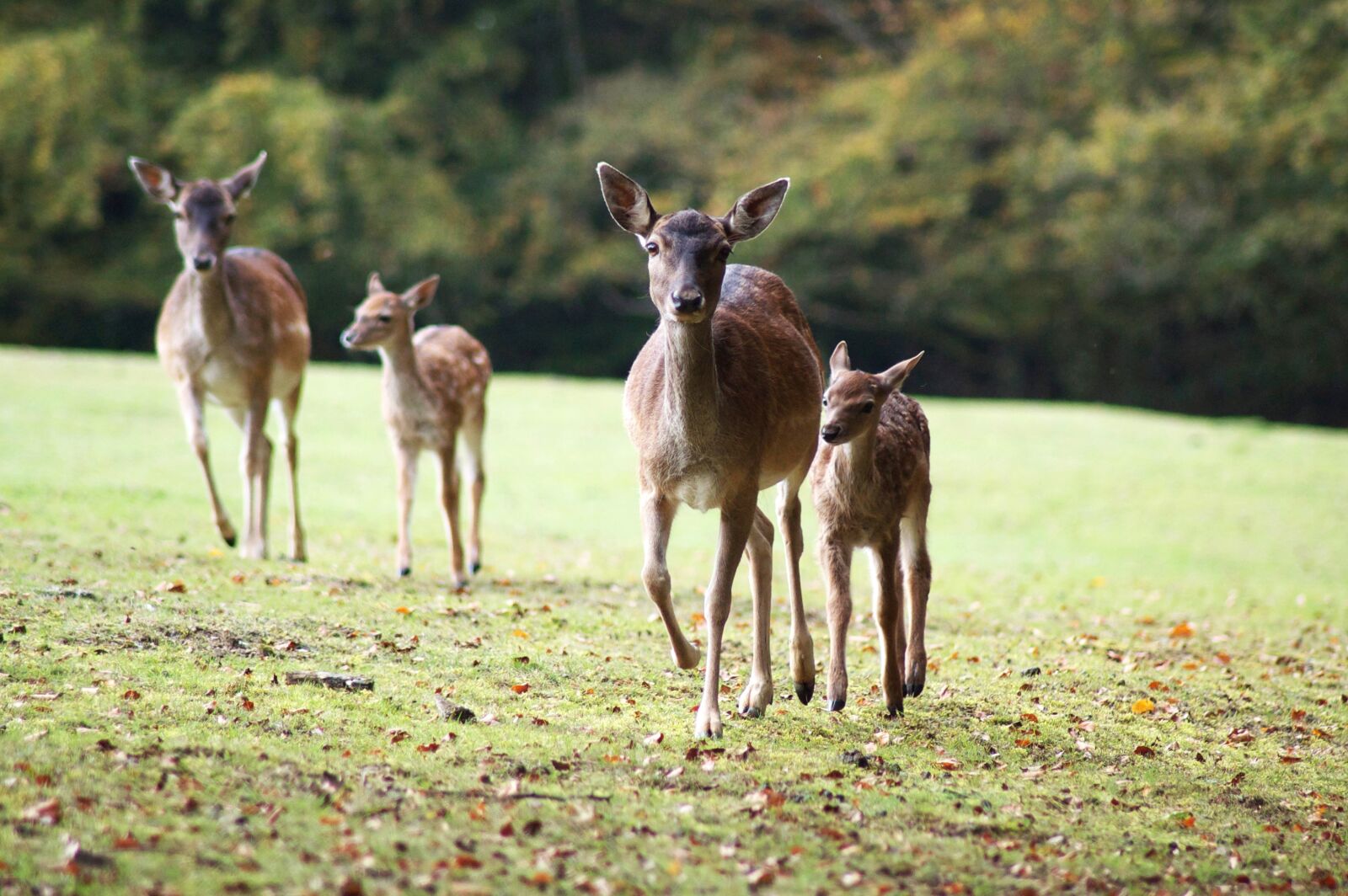 Nikon D40 sample photo. Deer, fawn, animals photography