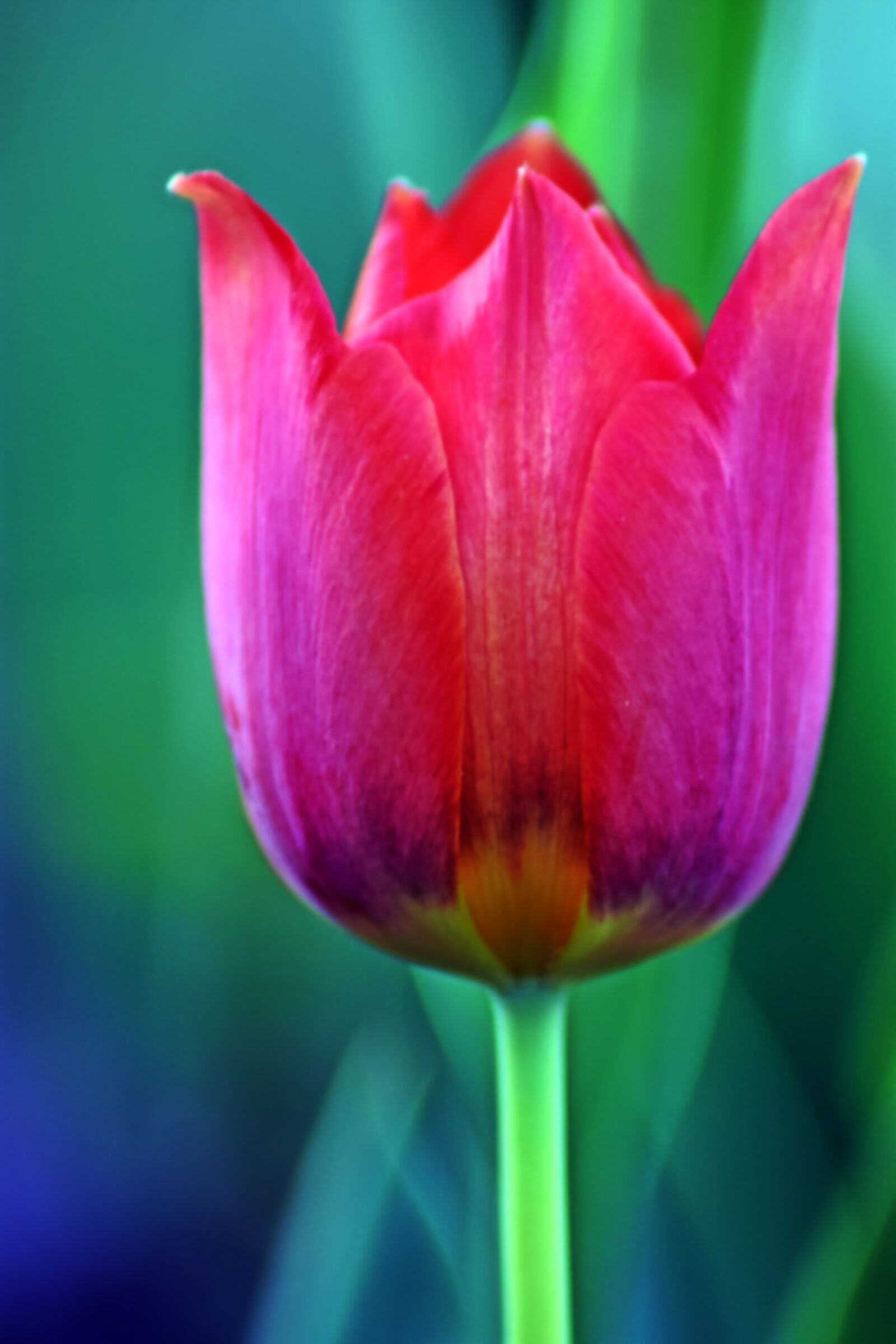 Nikon D3400 sample photo. Flower, tulip, nature photography