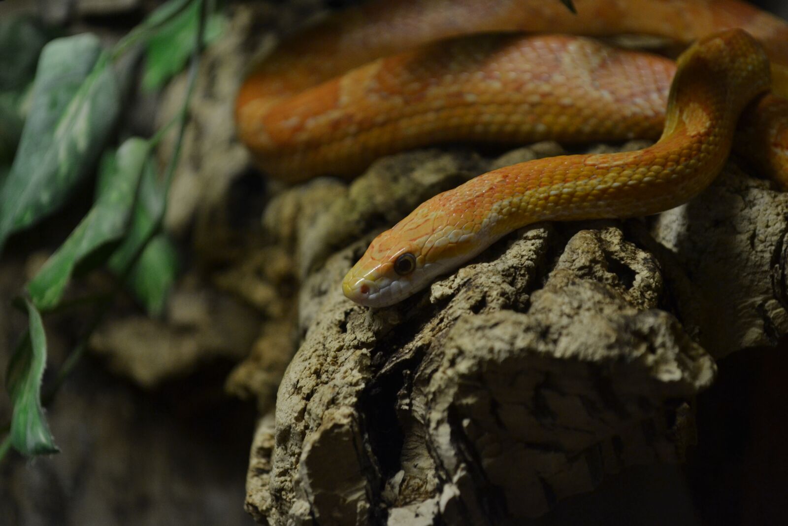 Nikon D3100 sample photo. Snake, leaf, animal photography