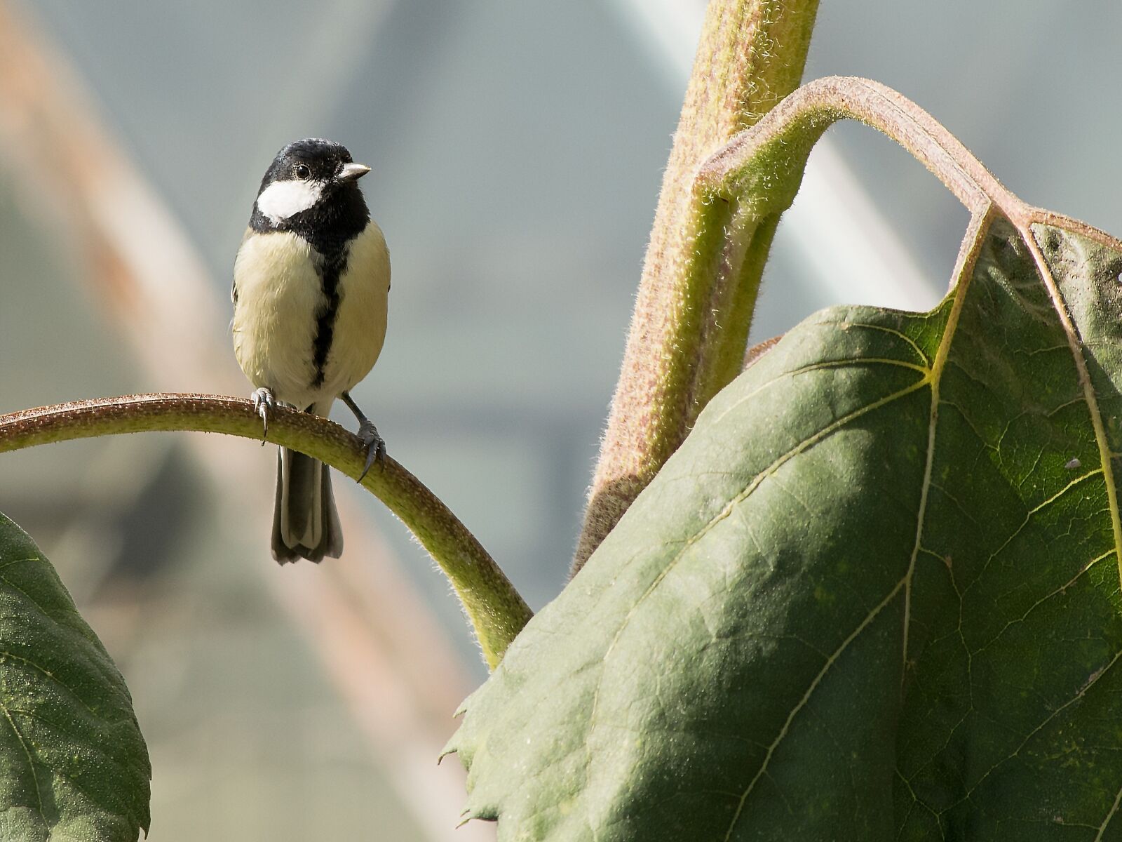Nikon D3300 sample photo. Tit, nature, bird photography
