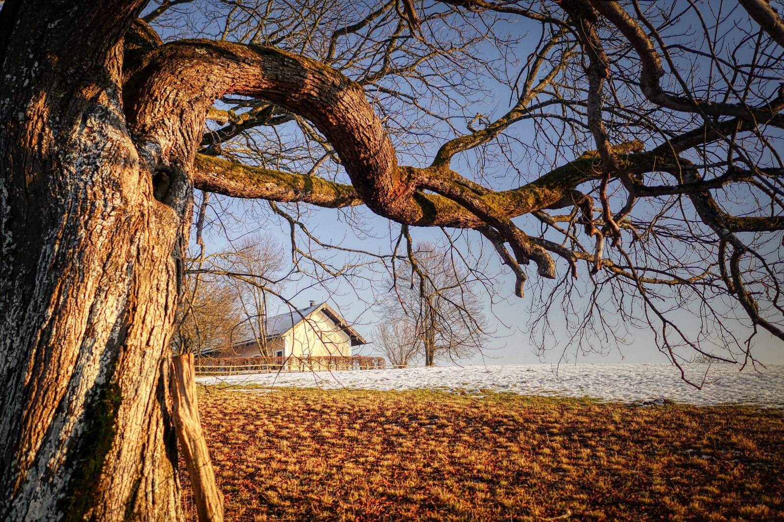 Panasonic Lumix DMC-GX8 sample photo. Tree, arable, branch photography