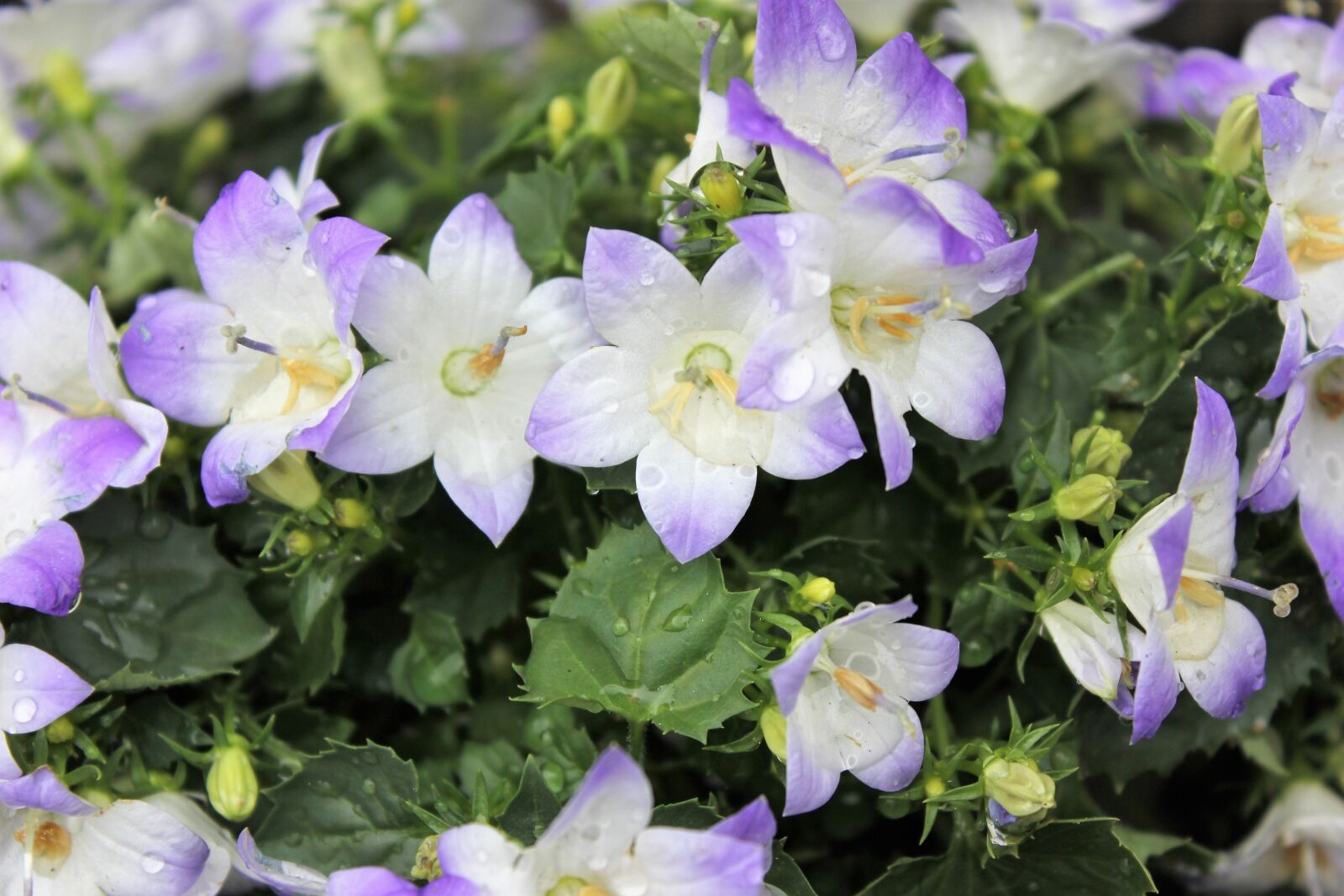Canon EOS 60D sample photo. Flower, garden flower, blue photography