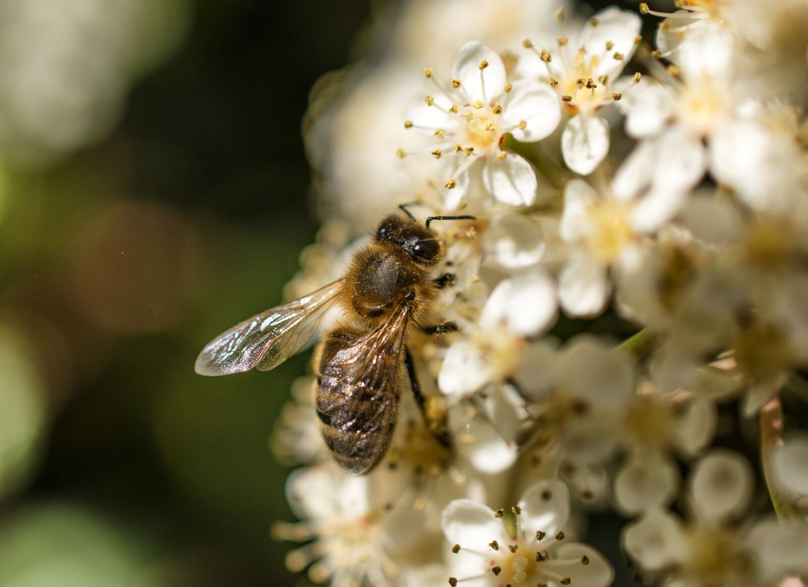 Nikon D5600 sample photo. Bee, flower, forage photography