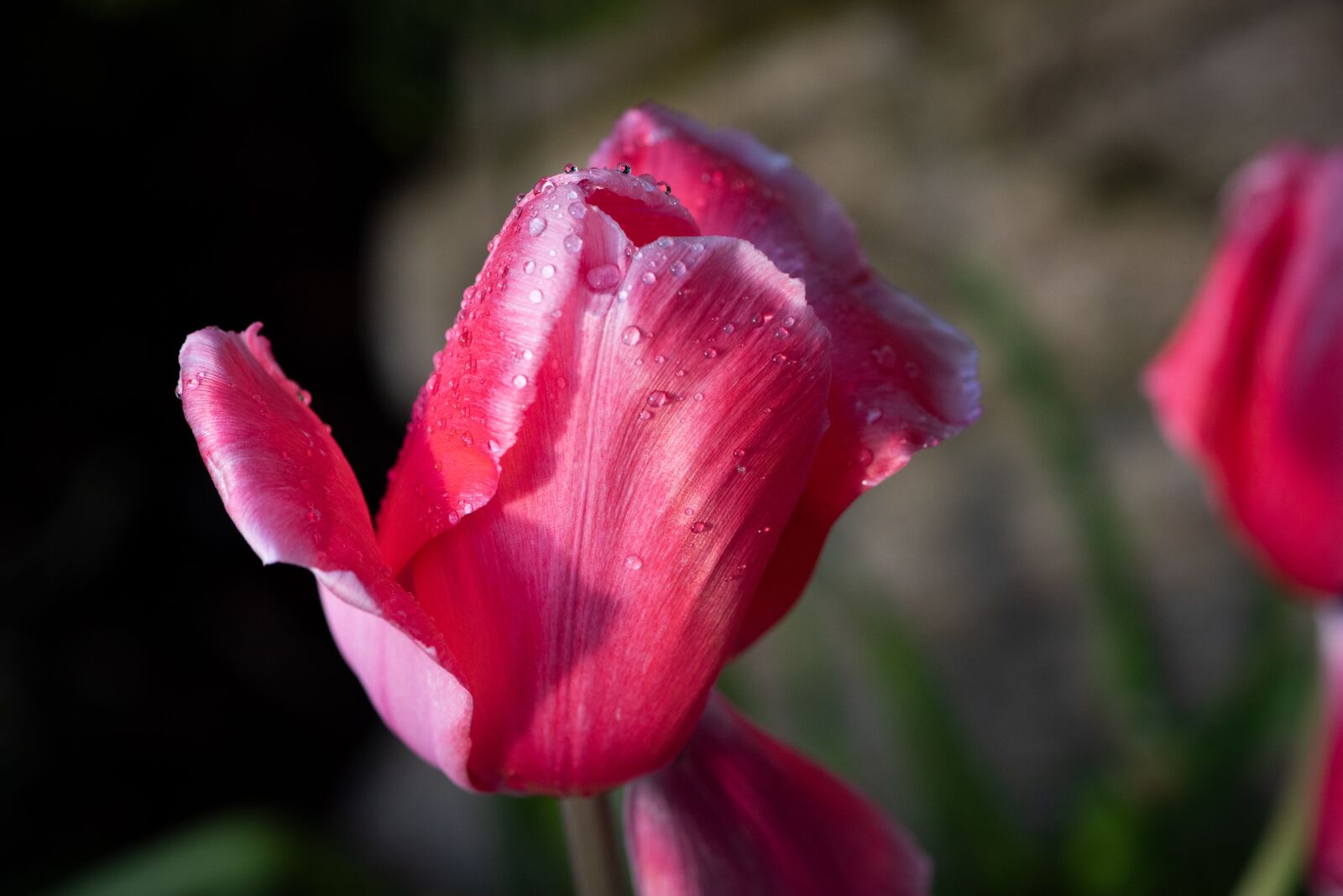 Nikon D750 sample photo. Tulip, flower, red photography