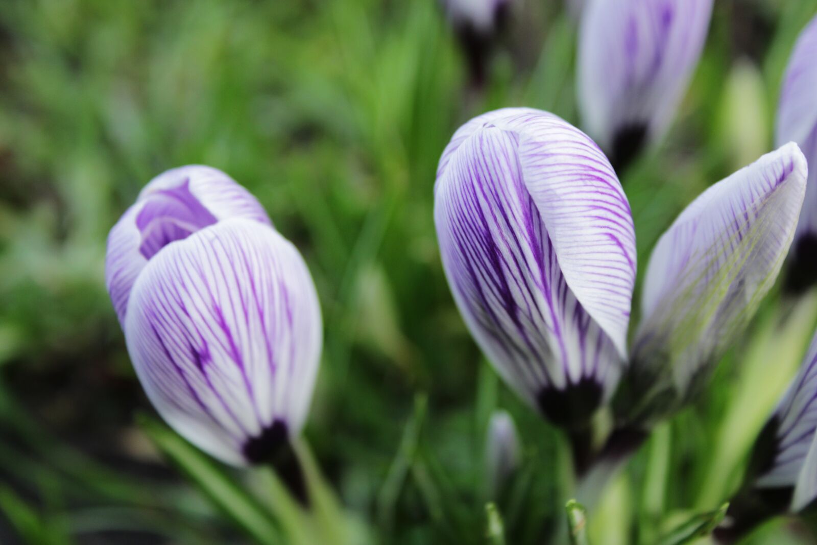 Canon EOS 2000D (EOS Rebel T7 / EOS Kiss X90 / EOS 1500D) sample photo. Crocus, purple, flower photography