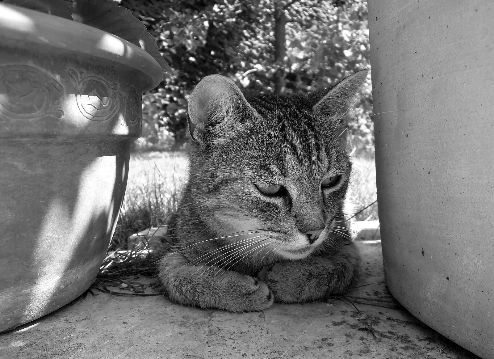 Nikon Coolpix P300 sample photo. Cat, kitten, tabby kitten photography