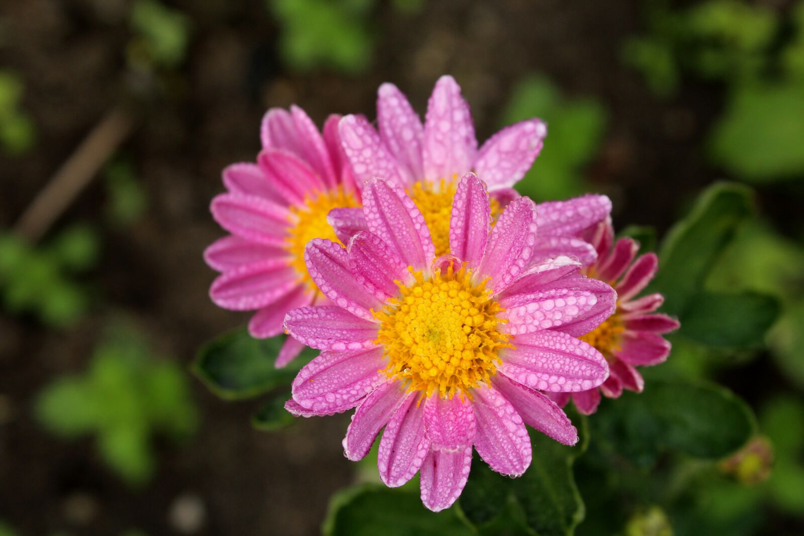Canon EOS 1200D (EOS Rebel T5 / EOS Kiss X70 / EOS Hi) sample photo. Pink flowers, rosa, drops photography