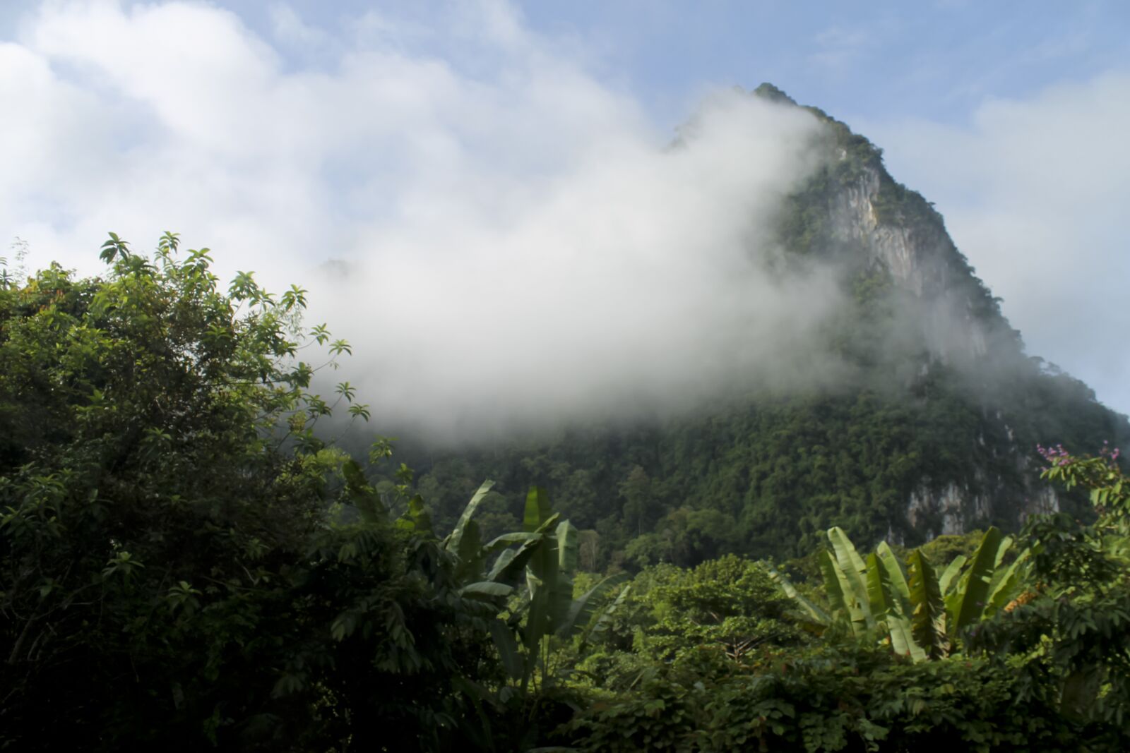 Canon EOS 1100D (EOS Rebel T3 / EOS Kiss X50) sample photo. Jungle, fog, green photography