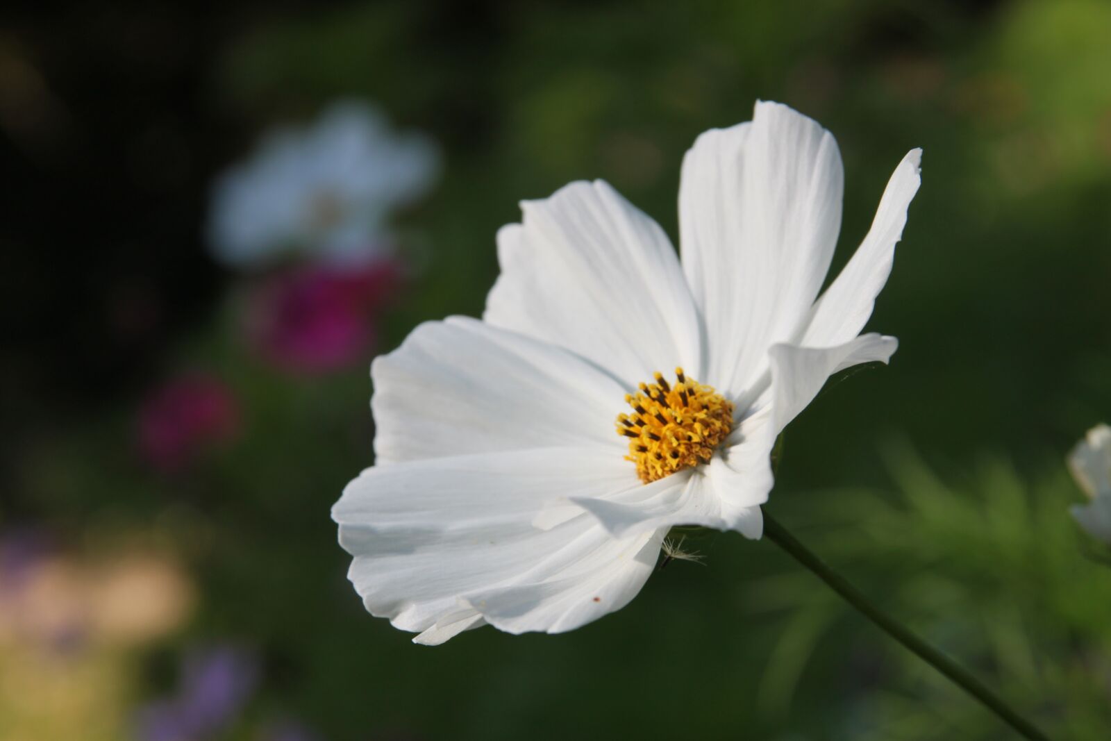 Canon EOS 500D (EOS Rebel T1i / EOS Kiss X3) sample photo. Flower, white, yellow photography