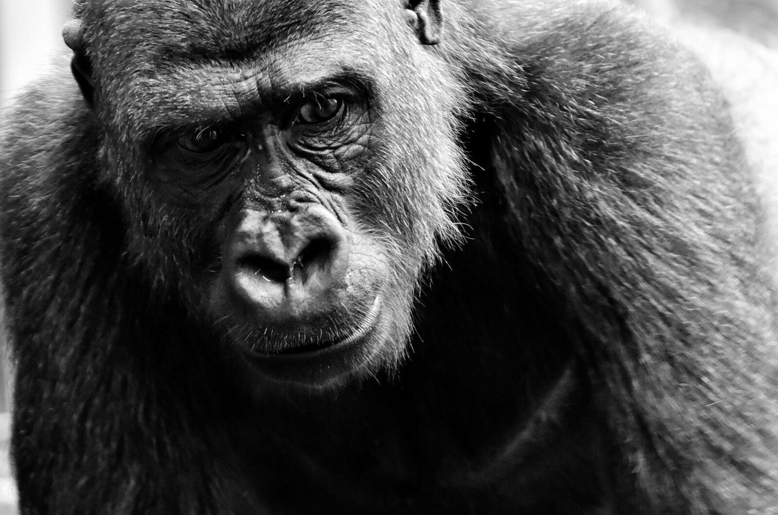 Nikon D7200 sample photo. Gorilla, view, dangerous photography